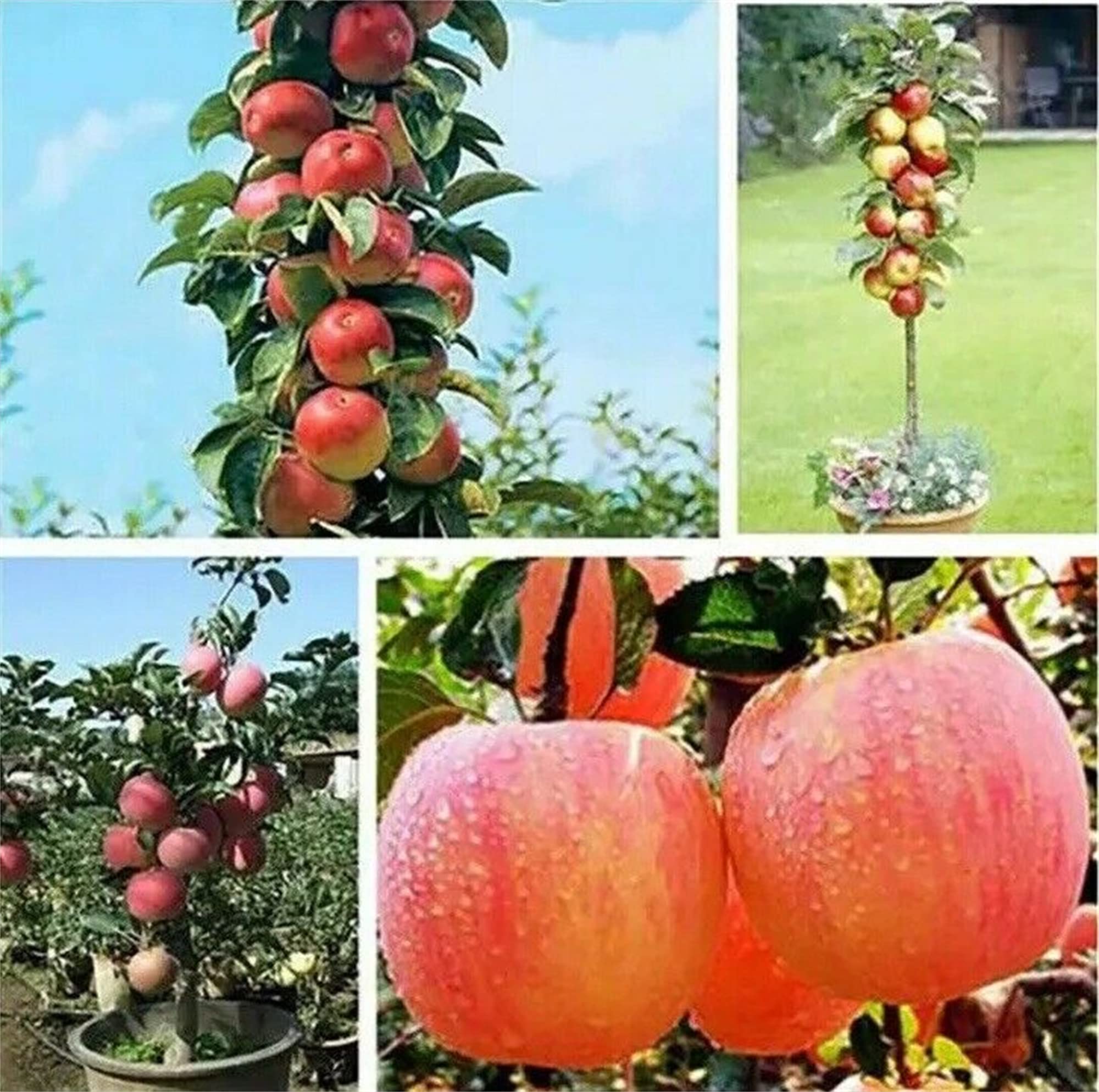 Amazon.com : zcbang 30+ Bonsai Apple Tree Seeds Garden Yard