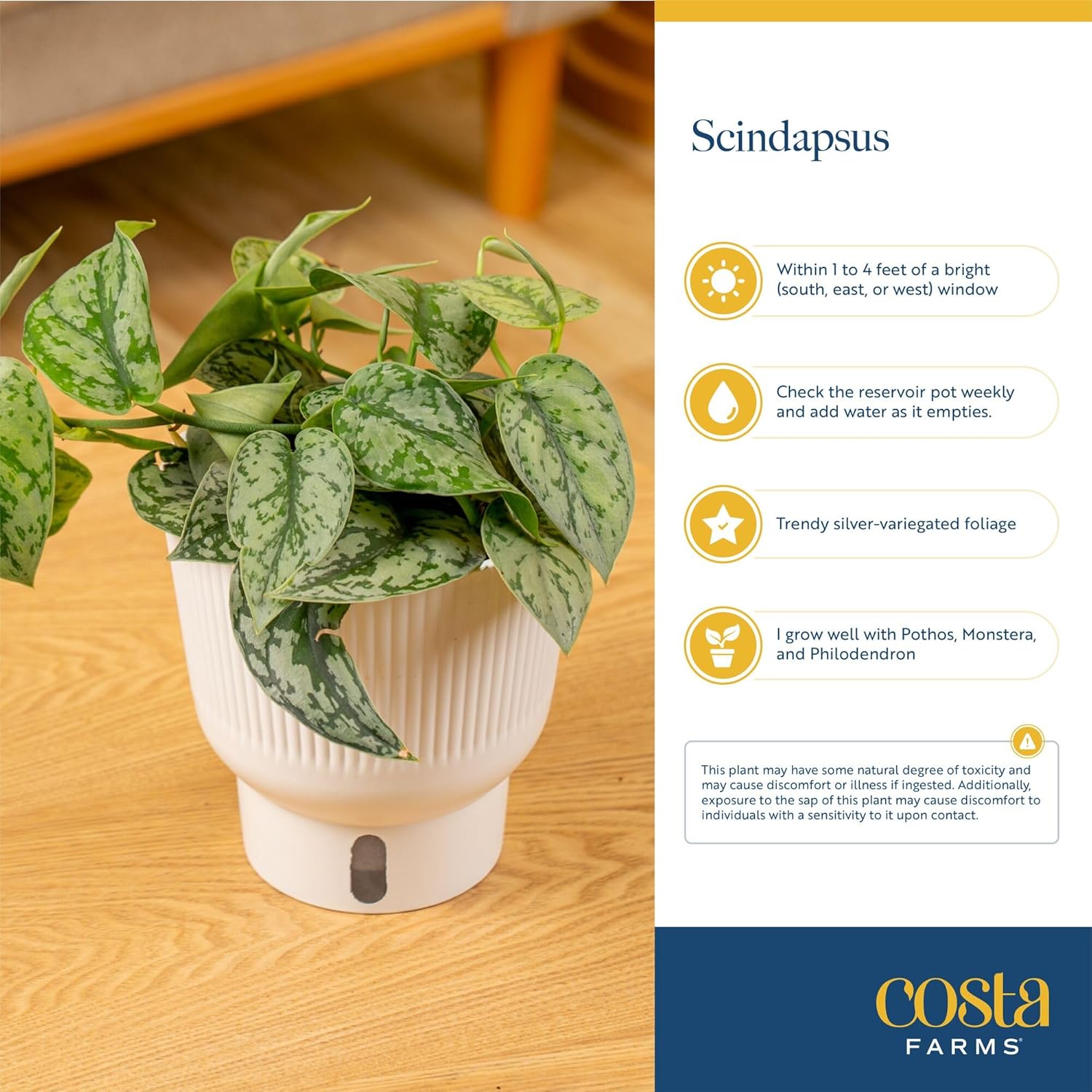 Costa Farms Sterling Silver Scindapsus Live Plant in Self Watering Pot, Indoor Houseplant, Perfect for Home, Room, or Office Decor, Great House Warming or Birthday Gift, 9-12 Inches Tall