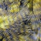 Hareline Fly Tying Grizzly Marabou – Barred Marabou Feathers for Fly Tying Streamers, Woolly Buggers & Leeches