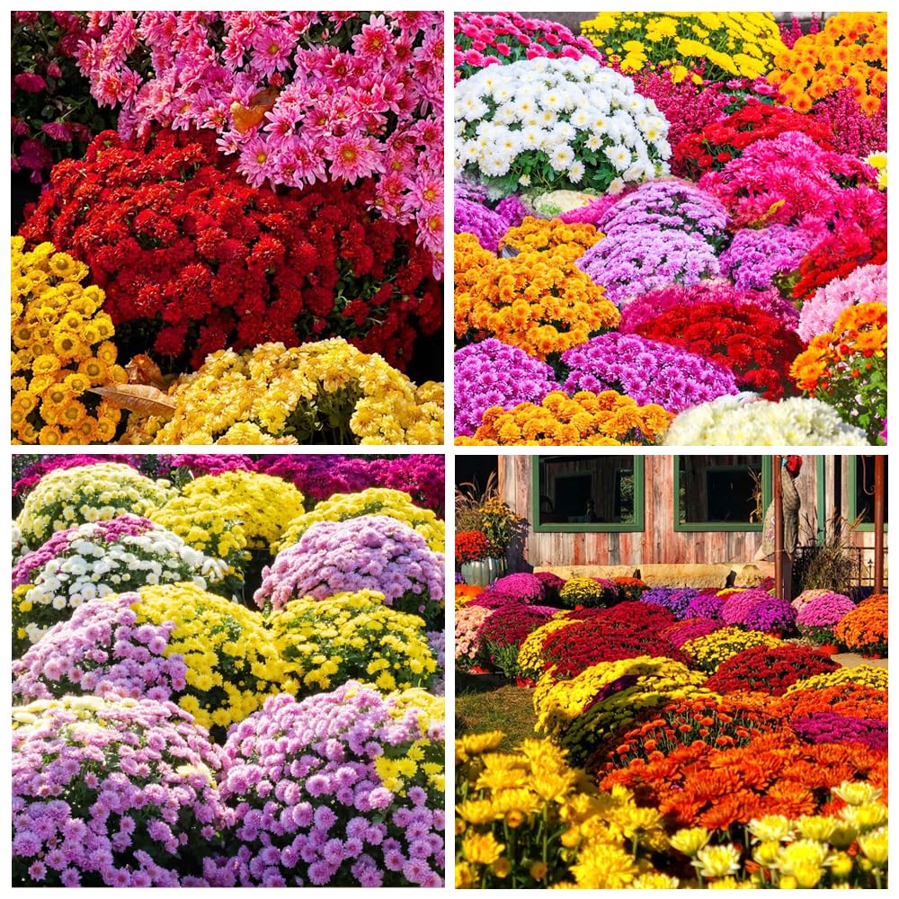 300+Mixed Color Mums Chrysanthemum Seeds for Planting-Perennial Hardy Chrysanthemum Flower Seeds Ground Cover Landscape