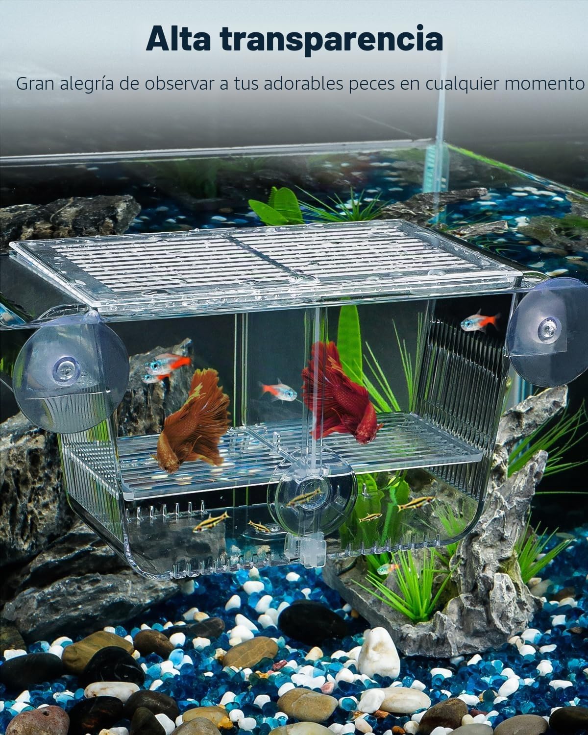 Pawfly Caja de cría de peces de acuario con 6 ventosas de acrílico para peces bebés, camarones, betta, guuppy, platy