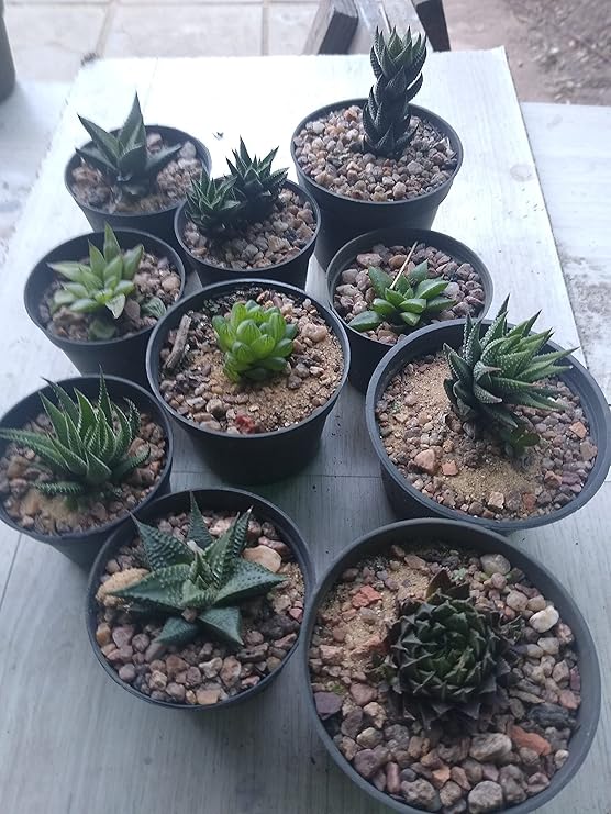 Kit 10 Mudas de Haworthias