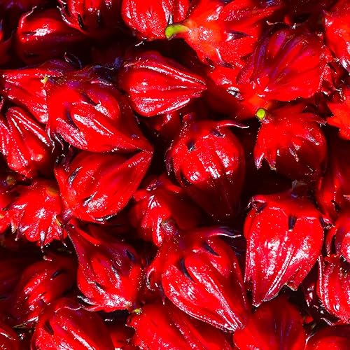50 semillas de roselle rojo, semillas de hibisco sabdariffa, semillas de acedera jamaicana, semillas de arándano de Florida, semillas de roselle