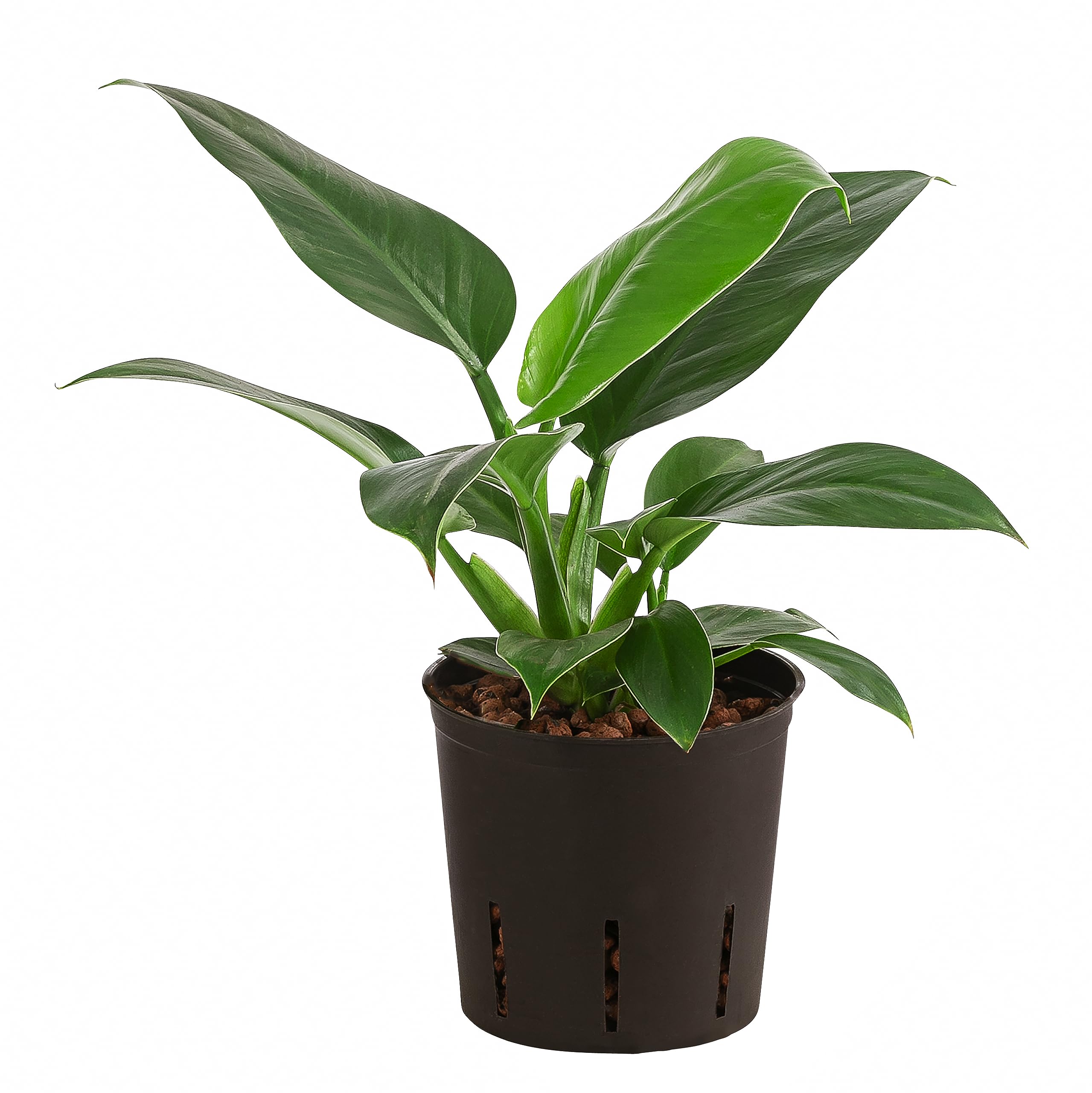 plant mist bottle Plant Mister main image 1