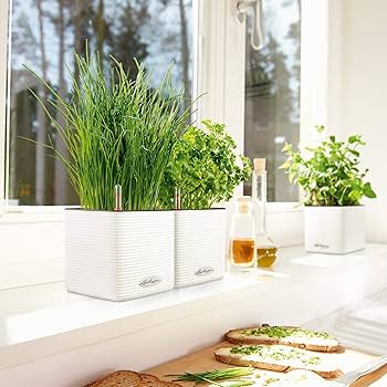 レチューザ 底面給水機能付きプランター MAXI-CUBI LECHUZA