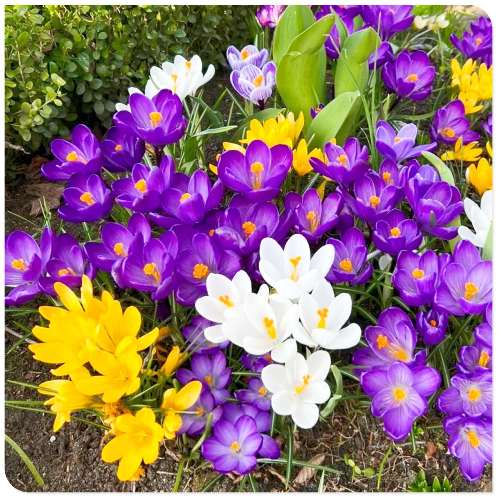 Crocus Bulbs to Plant Now UK/Saffron Crocus bulbs-Bedding/Gorgeous/Potted/Plants/Rhizome/Ornamental/Resistant-15 Bulbs-H
