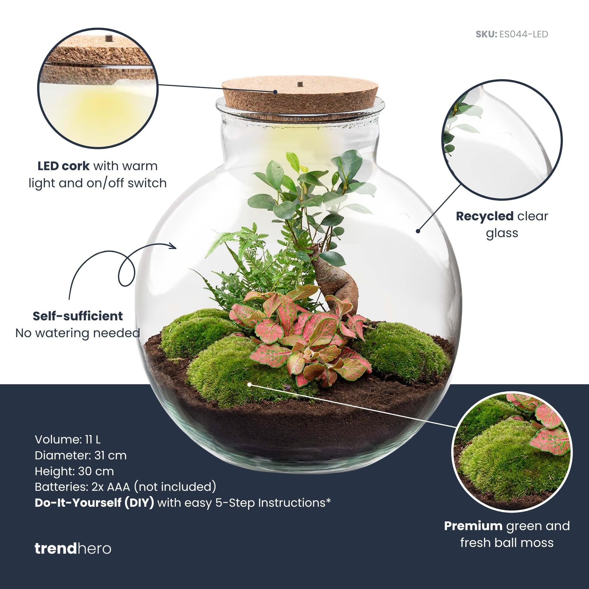 Bolder Bob Kit DIY Terrarium Écosystème avec Plantes 30 cm