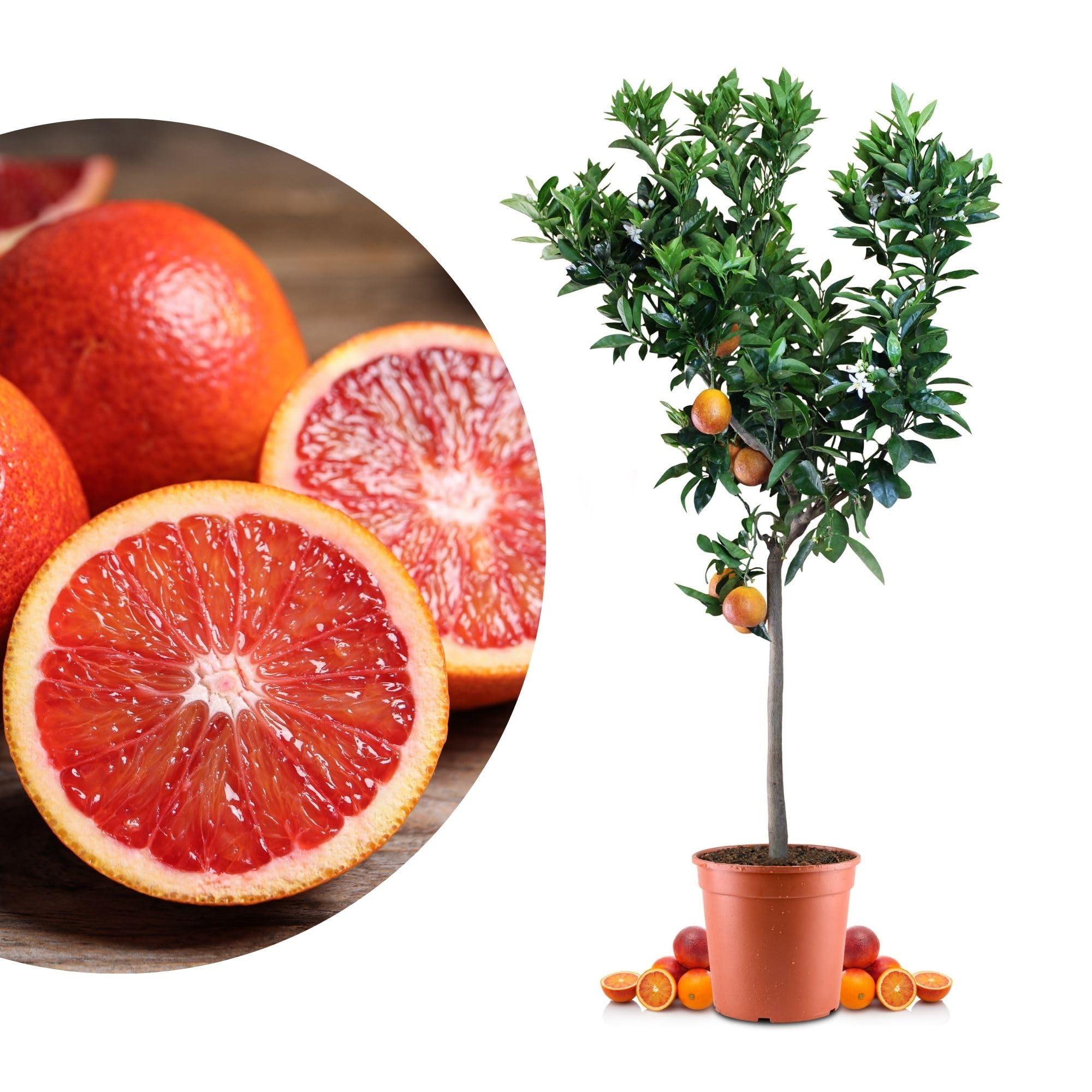 Blutorangenbaum Sanguinello Grande - echte Blutorange - Zitruspflanze - Blood Orange - veredelter Apfelsinenbaum in Gärtner-Qualität (Sanguinello, Grande)