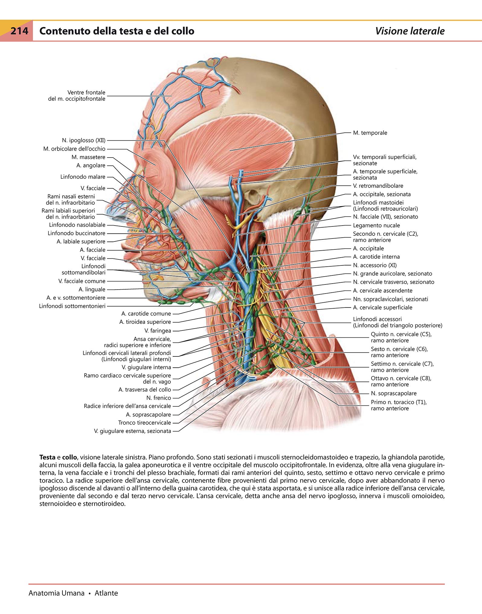 Anatomia umana. Atlante