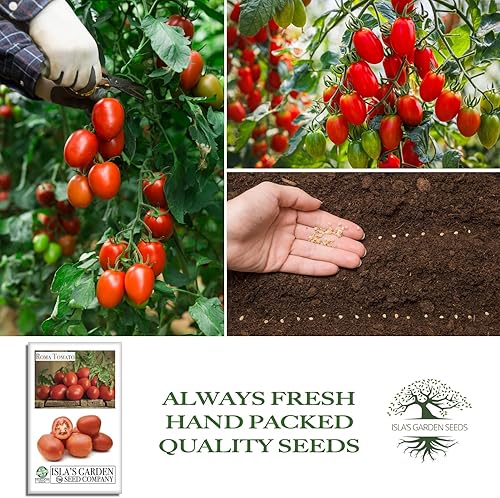 Miniatura 4 de Semillas de tomate Roma Heirloom para plantar, más de 300 semillas sin OMG, nombre botánico: Solanum lycopersicum, tasa de germinación del 90%,