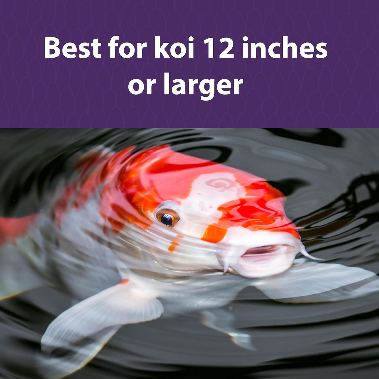 Mazuri Koi Platinum Ogata Floating Koi Food for Fish, 20 lbs.