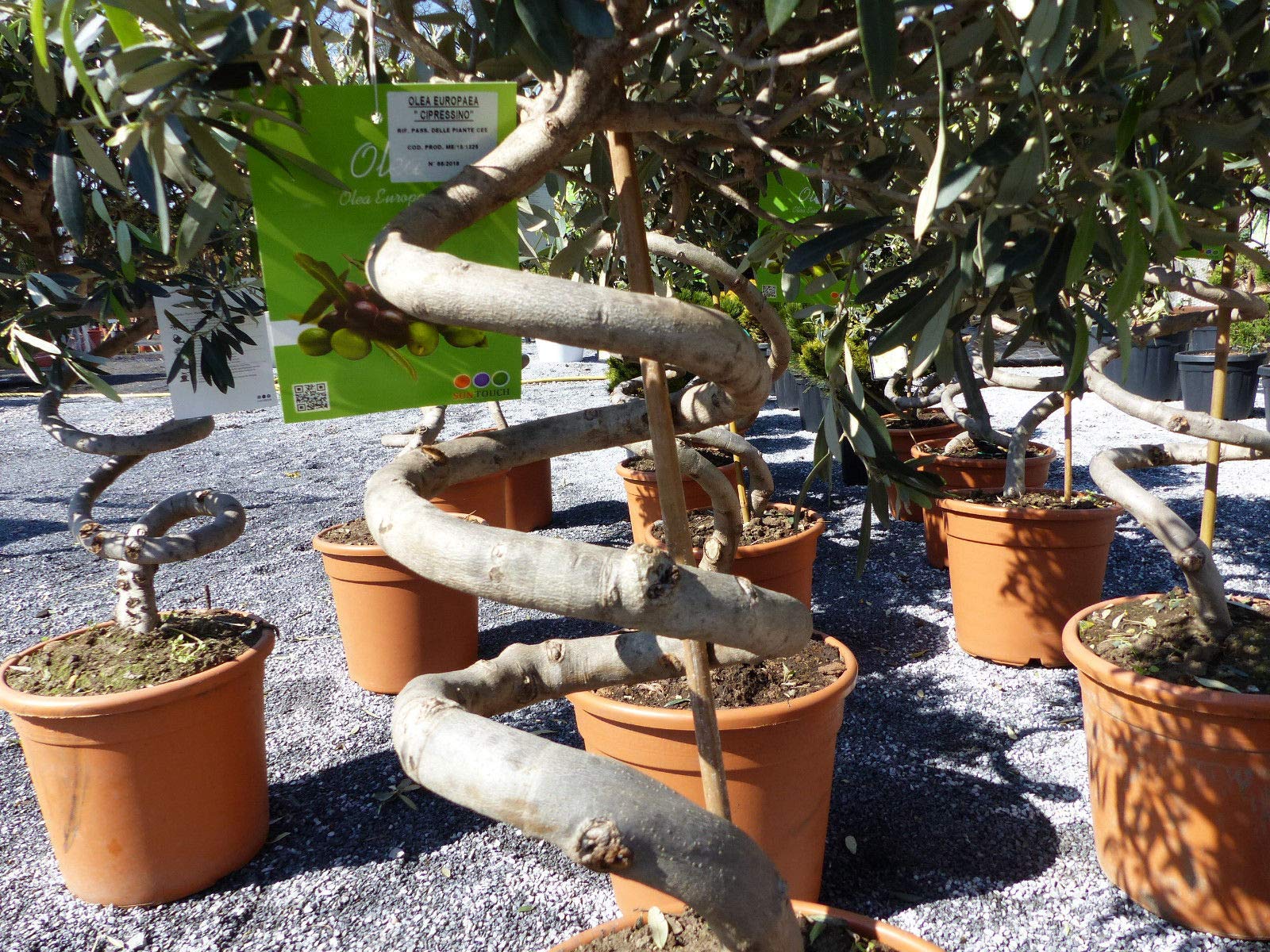 Bonsai Spirale Pon Pon Olivenbaum, Olive winterhart, Formschnitt Olea  europaea : Amazon.de: Garten