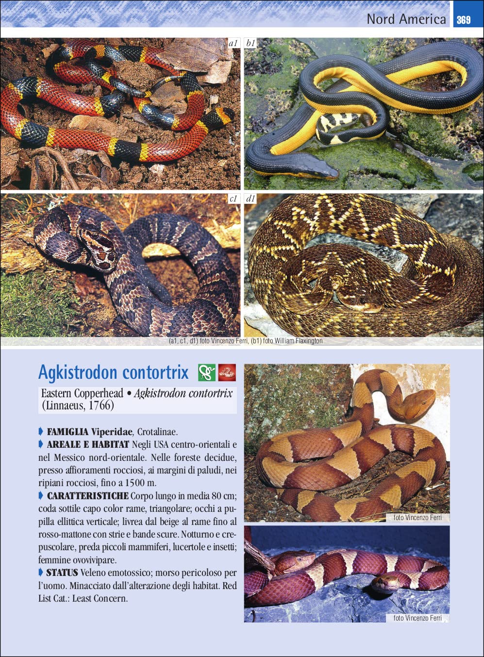 Guida ai serpenti del mondo. Ediz. a colori