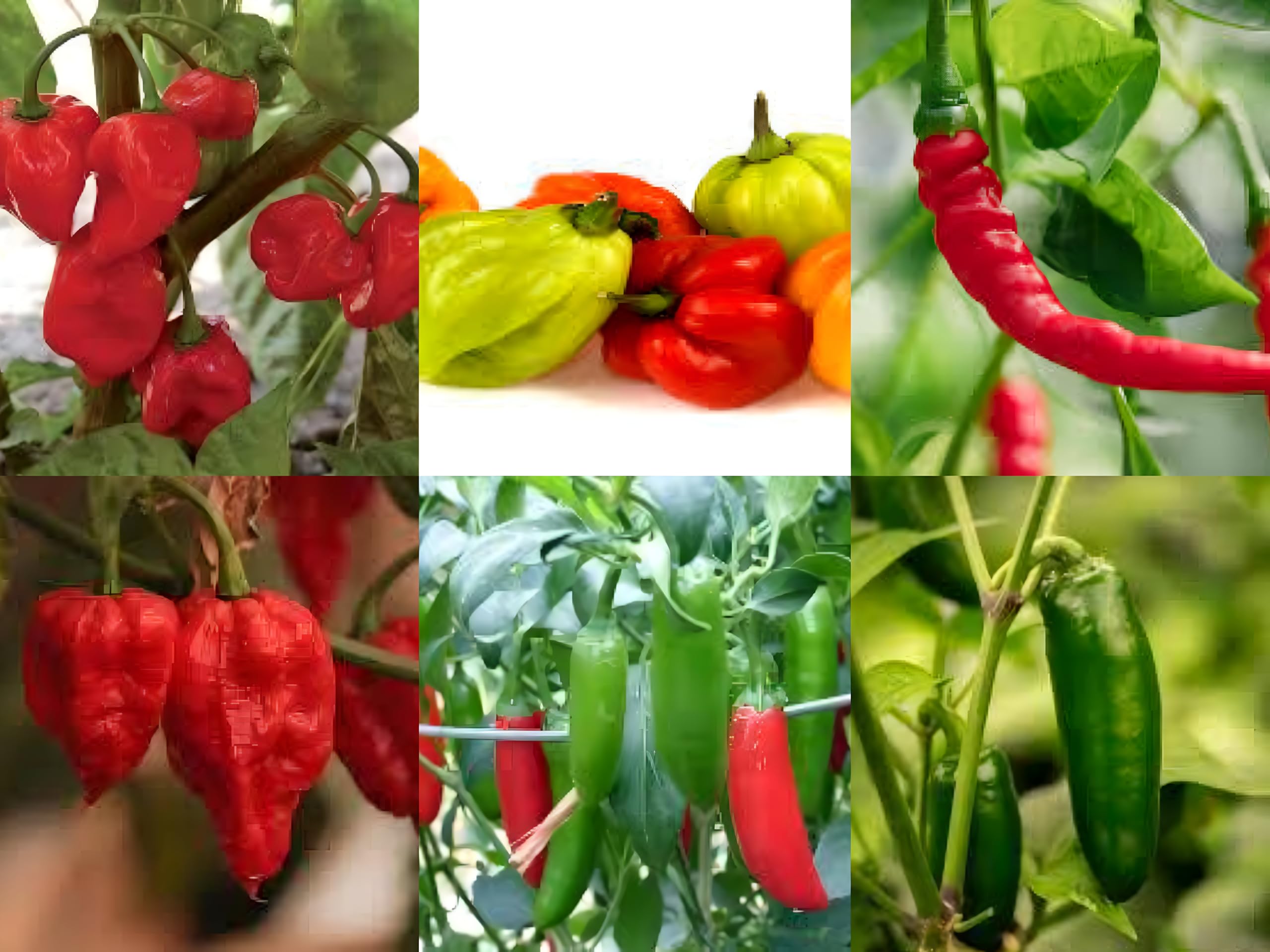 Ohio Heirloom Seeds Hot Pepper Seed Assortment- 6 Varieties, Over 300 Seeds, All Non-GMO Heirloom Varieties (Orange) (B078T7MDFX) Amazon Price History, Amazon Price Tracker