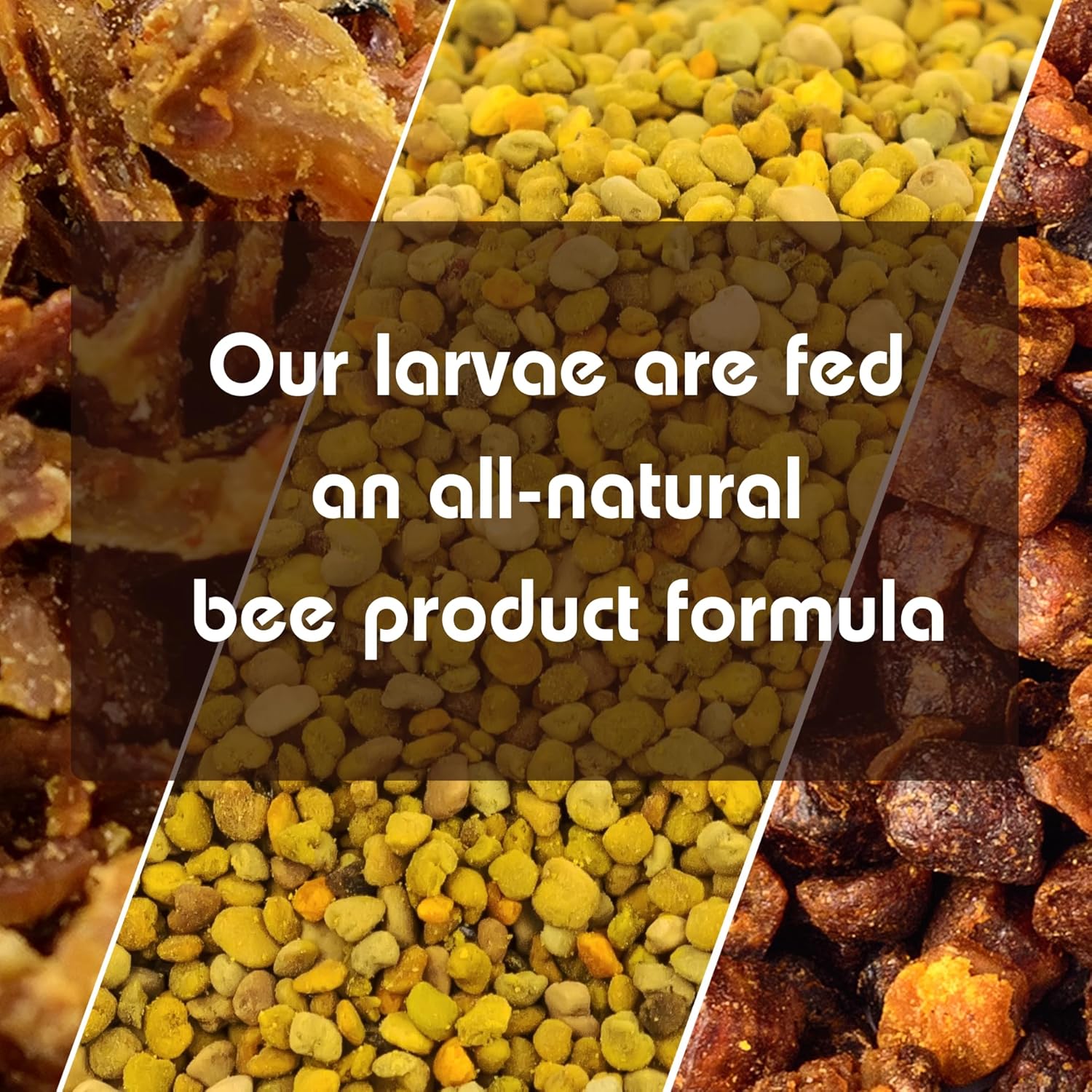 LPWML Bee Ognevka Life Product of Wax Moth Larvae All-Natural Tincture for Immune and Respiratory Health | Liquid Bontanical Extract 1.69 oz