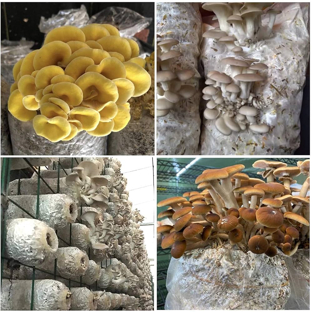 mushroomページ Amazon.com : 30Pcs Mushroom Grow Bags with 0.2 Micron Filter