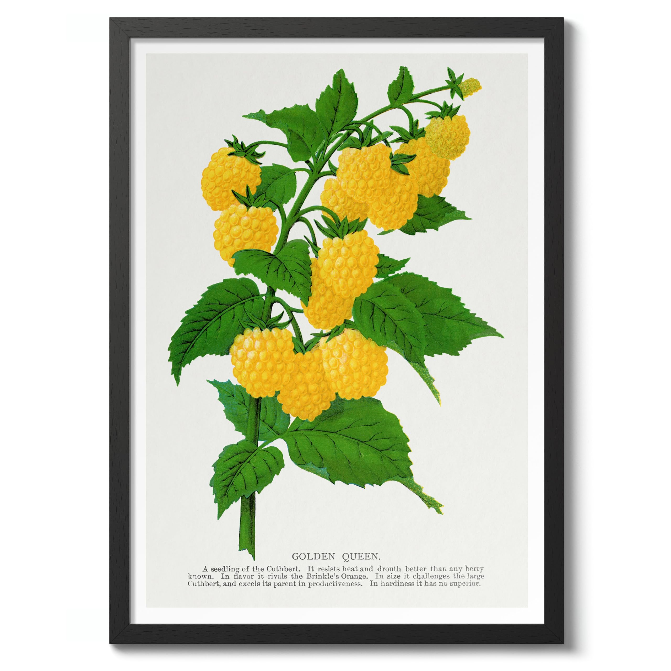 Golden Queen Raspberry Pierre Joseph Redoute Poster, Vintage Botanical Prints, Encyclopedia Retro Illustration Wall Art Plants Pictures, Bedroom Home Decor, A5 (Black Frame) - 24.1x17.9cm — image 1