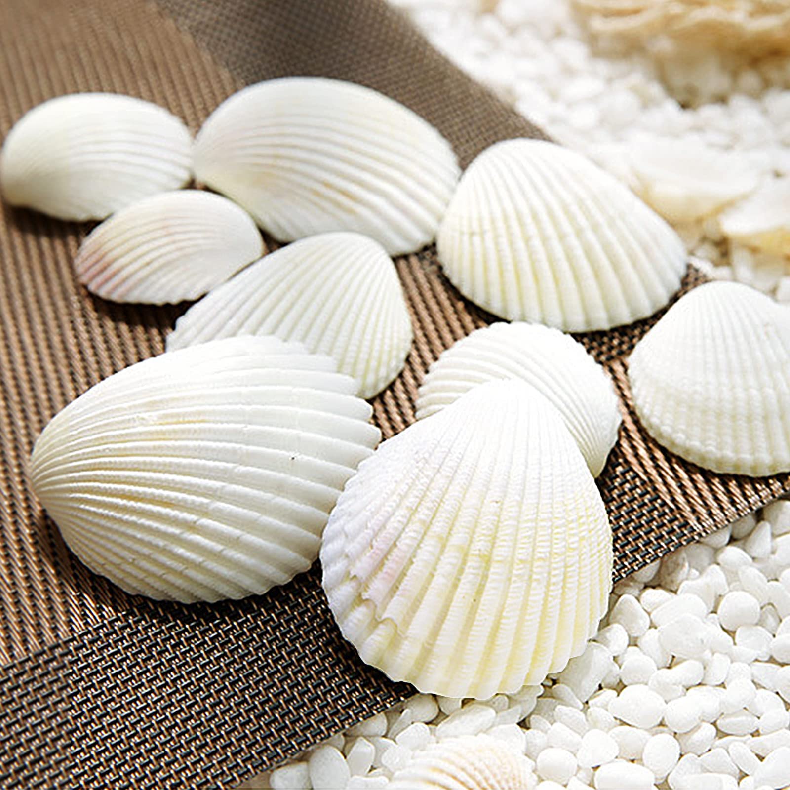 SKOOLOVE 30 PCS Sea Shells 4-5 CM White Small Seashells for Crafting Crafts DIY Painting Beaching Wedding Decoration - Image 4