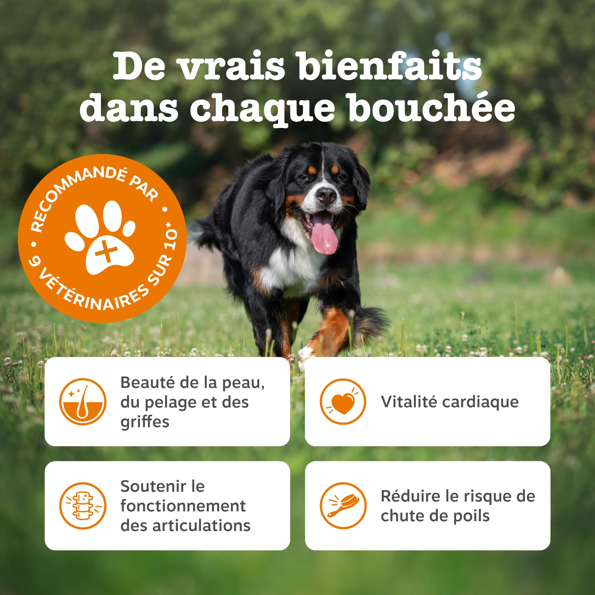 Zesty Paws Santé Peau et Pelage pour Chiens | Soutien Peau Saine et Pelage Brillant | Compléments pour Chiens sous Forme de Bouchée Gourmande | Aliments Complémentaires| Huile de Poisson - 90 unités