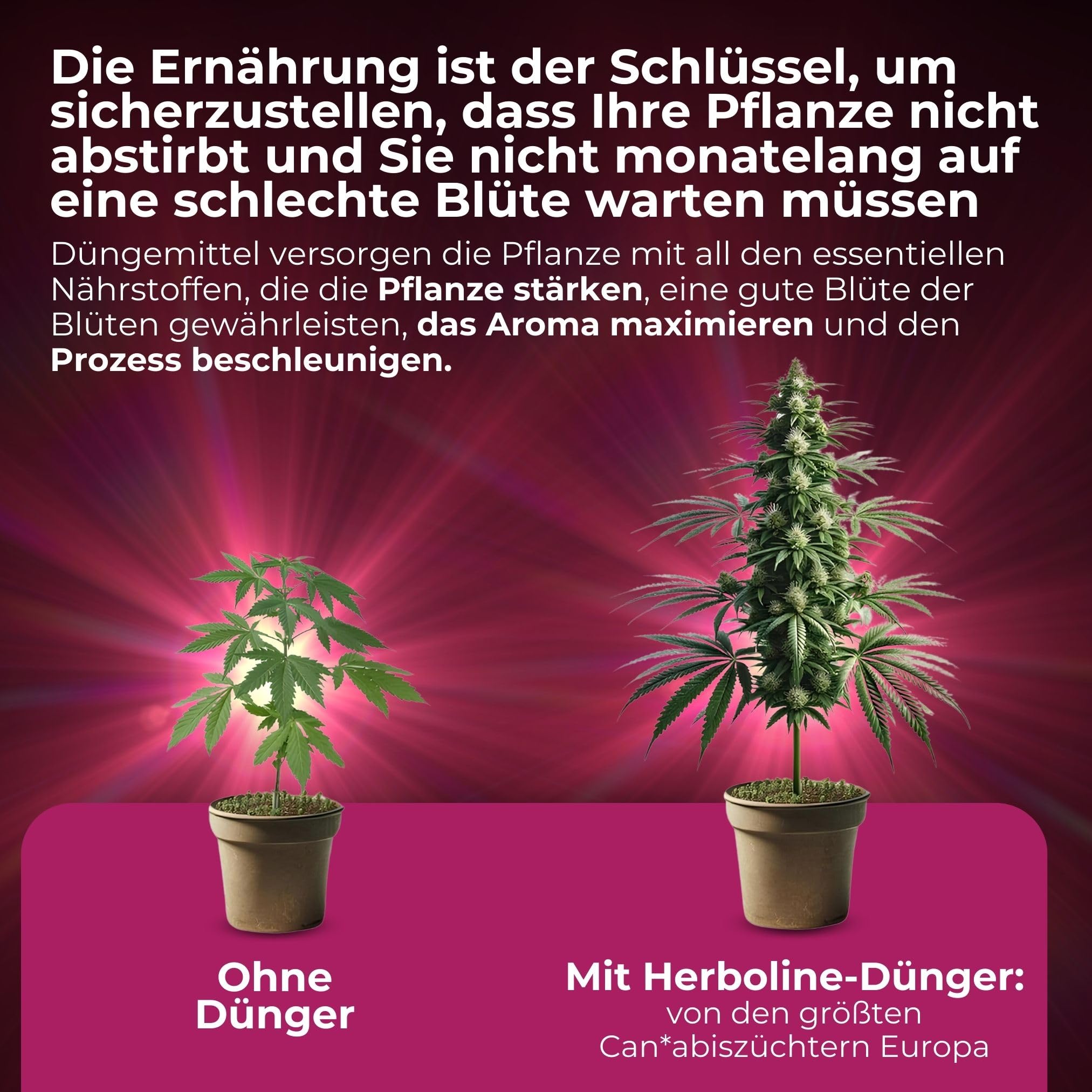 Herboline - Cannabis dnger ALL-IN-ONE strkt Pflanzenbltter und -zweige,  frdert die Blten- und Harzbildung, maximiert den Geschmack und  beschleunigt den Wachstumsprozess. 3-in-1-Formel (500ml) : Amazon.de: Garten