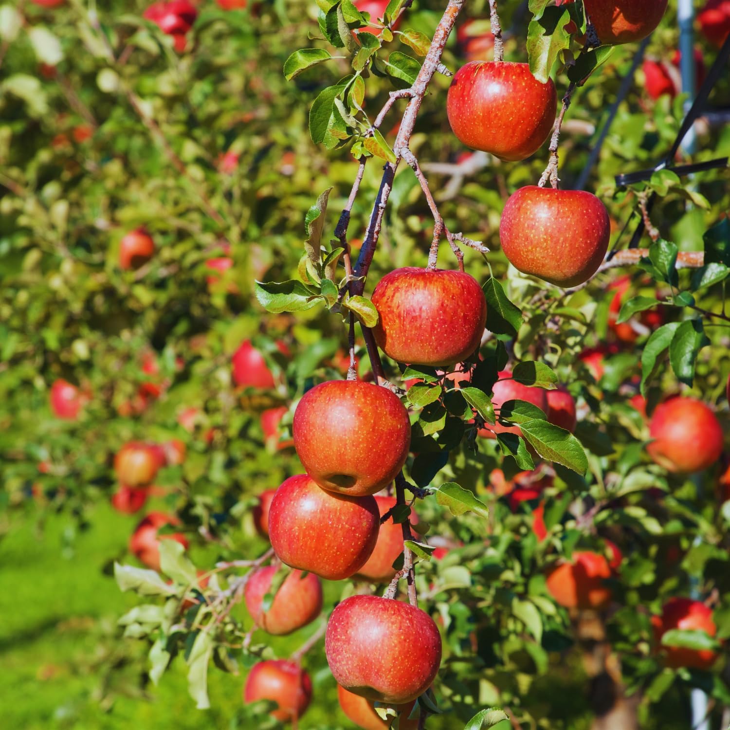 Apple Tree Live Plant, 2-3 Feet Tall, Sweet Apple Fruit Tree Plant, Apple Plant Live for Growing Backyard Orchard