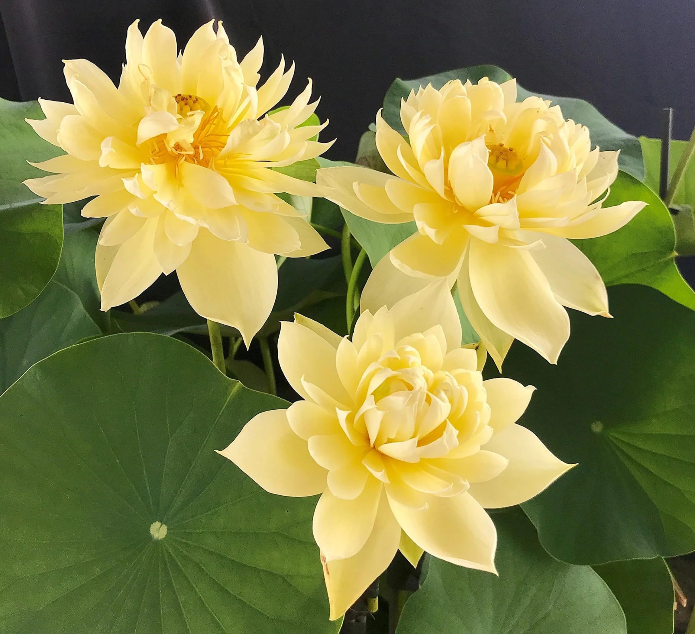 Red Lotus Plant - Blooms in 30 Days! -10