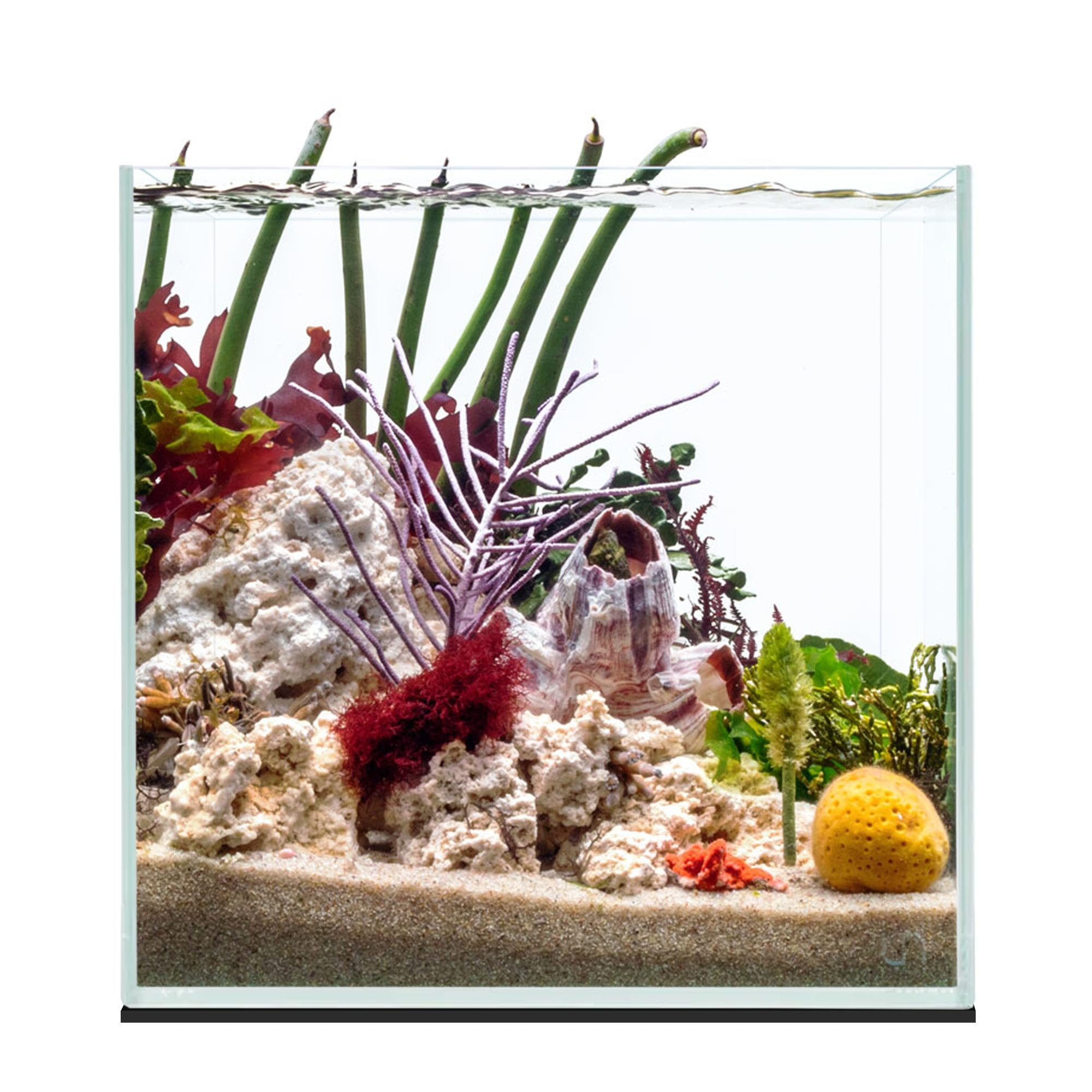 UNS Ultra Clear Rimless Tank - 7.1GAL