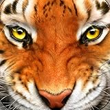 Tiger Simulator 3D Wildlife