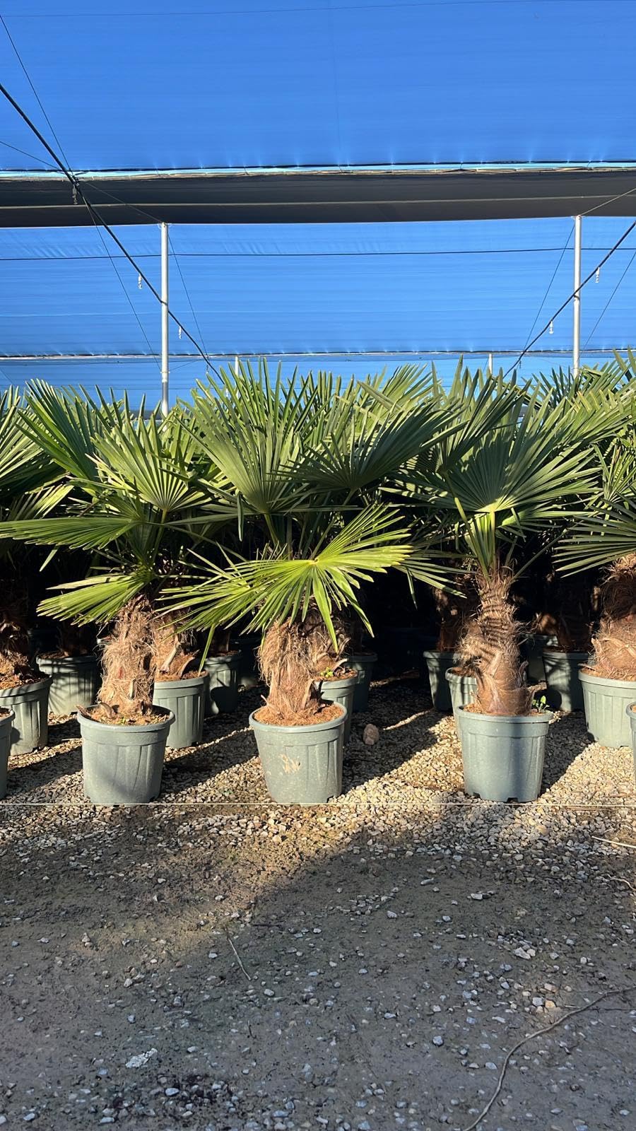 Trachycarpus Fortunei Palmier chinois éventail 140-160 cm pot Ø 33 cm résistant -18 °C