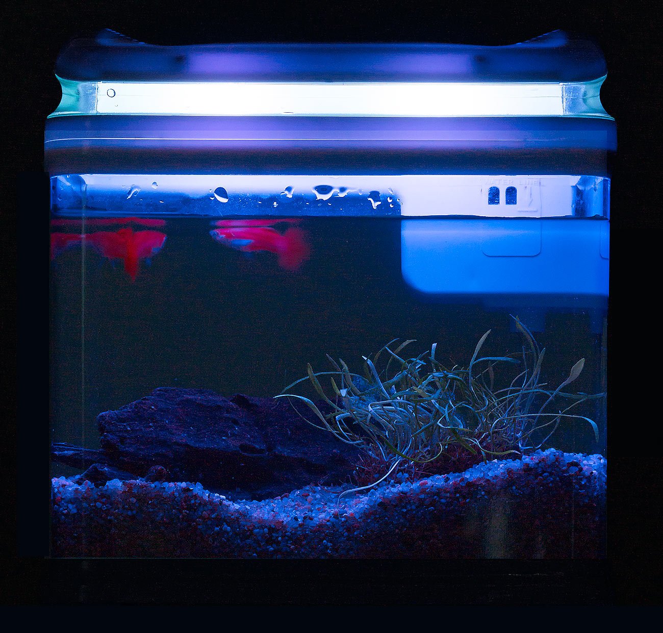 Aquarium: Transport-Fischbecken mit Filter, LED-Beleuchtung und USB, 3,3 Liter (Mini Aquarium, USB, Glas)