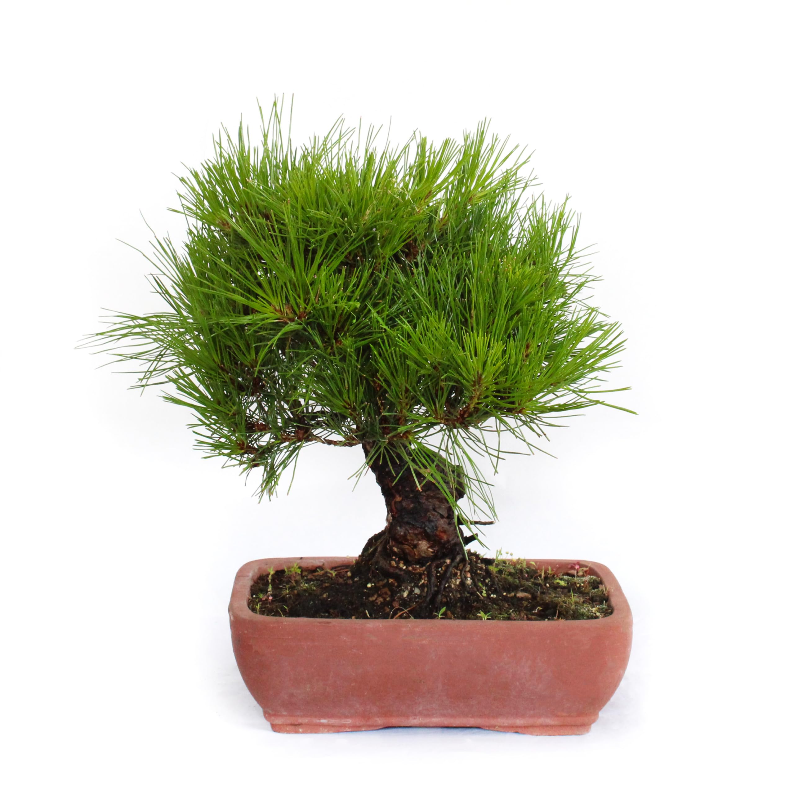 KENTIS - Bonsaï Pinus Densiflora - Bonsaï de Pin Rouge du Japon - Naturelles Plantes d'Extérieur Japonaises - H 30-40 cm Pot en Céramique Ø 25 cm