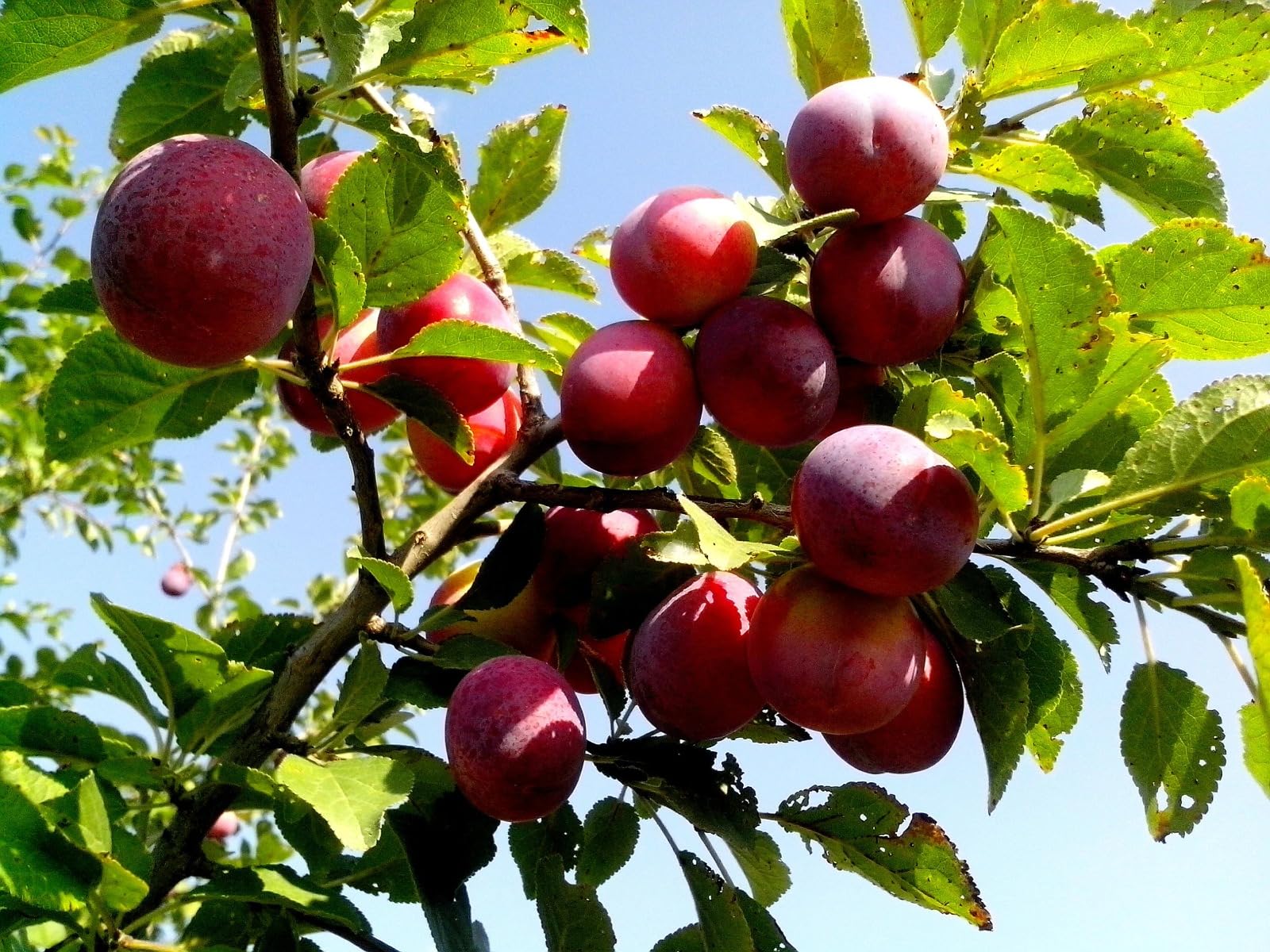 Plum Aloo Bukhara Fruit Plant & Tree For Home Garden (1.5-3.5 Ft Hight) For Home Gardening Alu Bukhara Healthy Spice Plant (Hybrid, Pack Of 1) (B0C6H85C52) Amazon Price History, Amazon Price Tracker