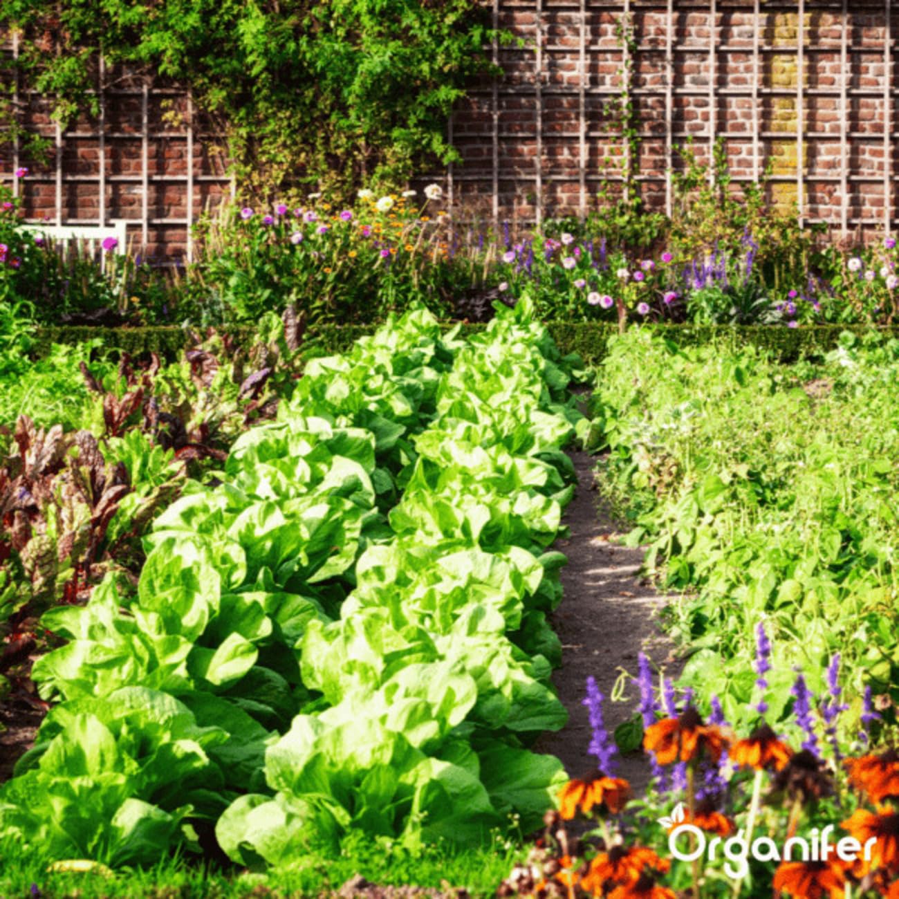 Concentrado - 10L - 10000m2 | Caracoles - No Tóxico - Cuidado Del Jardín - Plantas Sanas - Fertilizante Líquido - Fertilizante Para Jardín - Organifer