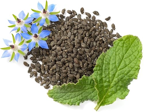 Miniatura 2 de Semillas de borraja - Starflower - Semillas de hierbas reliquias sin OMG para plantar un jardín de hierbas 100 semillas - Borago Officinalis - por