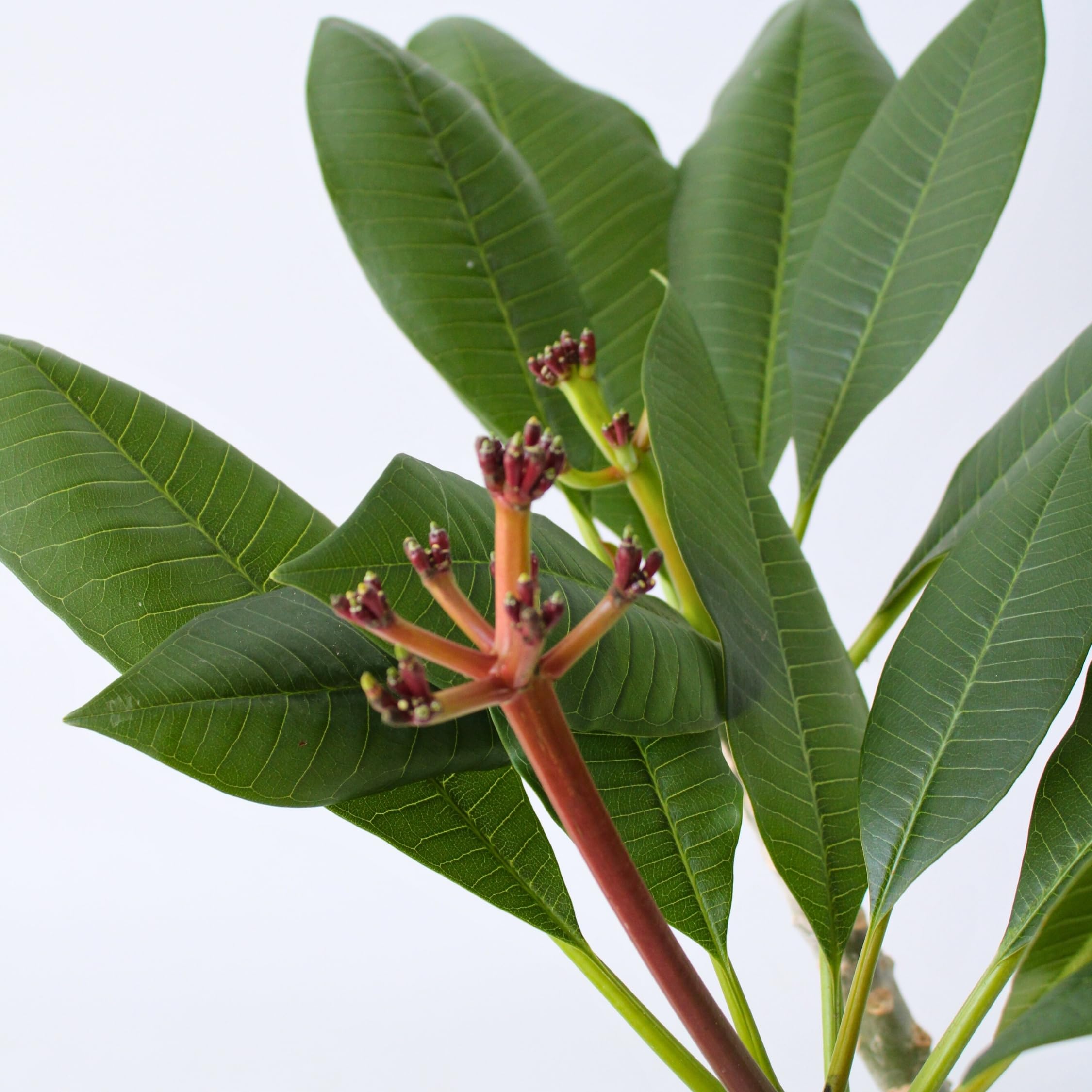 Plant in a Box - Plumeria Frangipani weiß - Hawaii - Tropische Zimmerpflanze - Stark duftende Blüten - Topf 17cm - Höhe 55-70cm