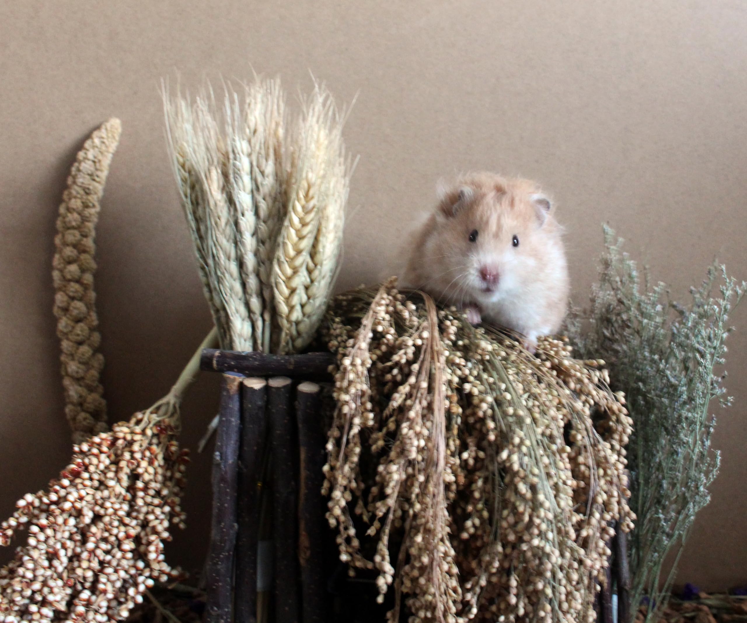 Gedroogde Sudangras Oogst voor Knaagdieren & Hamsterscaping! | DRD Knaagdierwinkel Gedroogde Sudangras Oogst voor Knaagdieren & Hamsterscaping! | DRD Knaagdierwinkel
