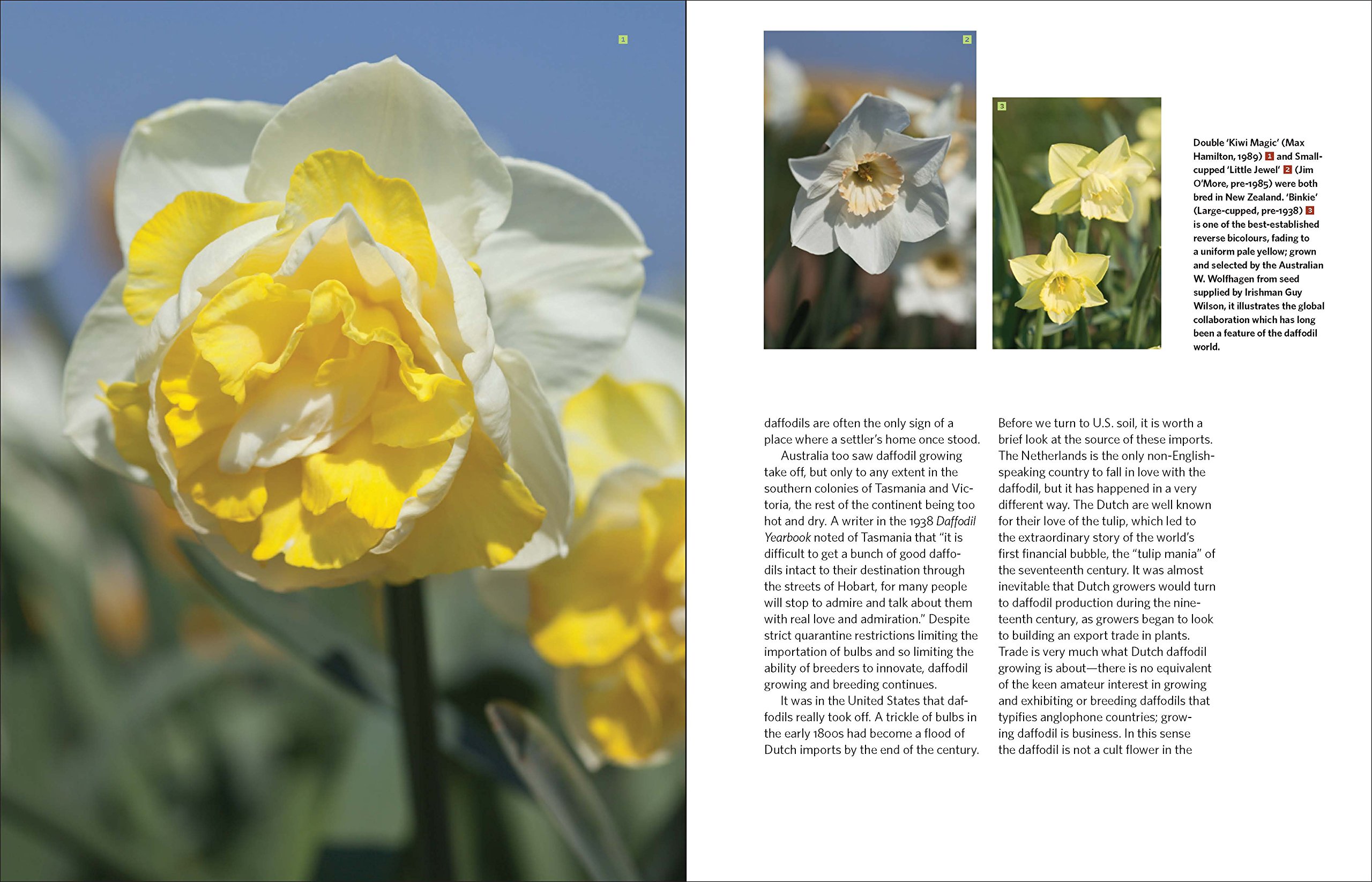 Daffodil: The Remarkable Story of the World's Most Popular Spring Flower