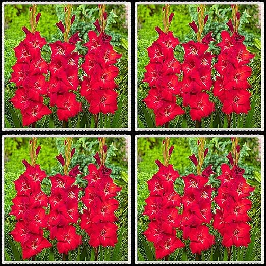 Amazon 鮮やかな赤い背の高い植物の花は自然に育ち 低コストの植栽 蝶やミツバチを引き付けることができる強い植物 グラジオラス 50球根 花 Amazon 鮮やかな赤い背の高い植物の花は自然に育ち 低コストの植栽 蝶やミツバチを引き付けることができる強い植物 グラジオラス 50球根 花