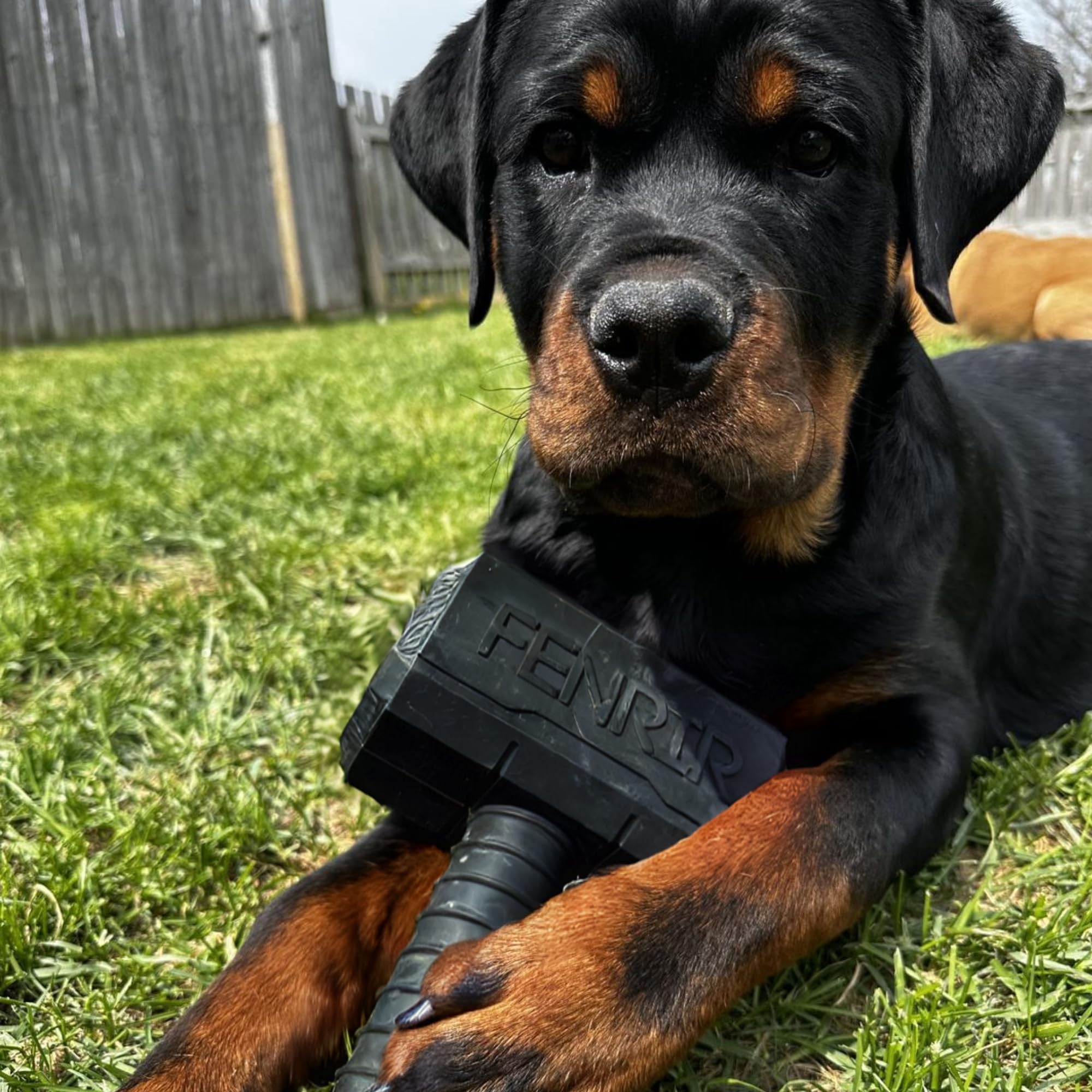 Fenrir Hammer Dog Chew Toy Strong Rubber Stuffable Enrichment Toy for Chewers (Black, Medium) - Image 4