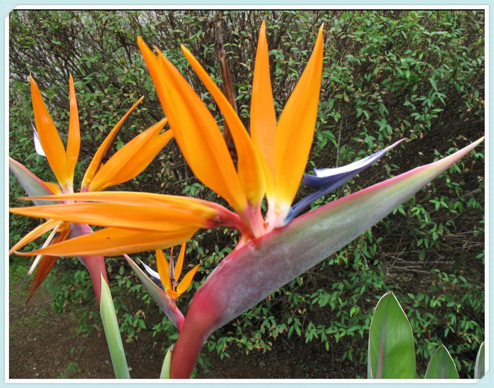 Cut Flowers,Strelitzia Bulbs, Excellent Display, Greening Flower, Bird of Paradise Plant Bulbs,Natural Organic, Good for Containers-3 Bulbs-B