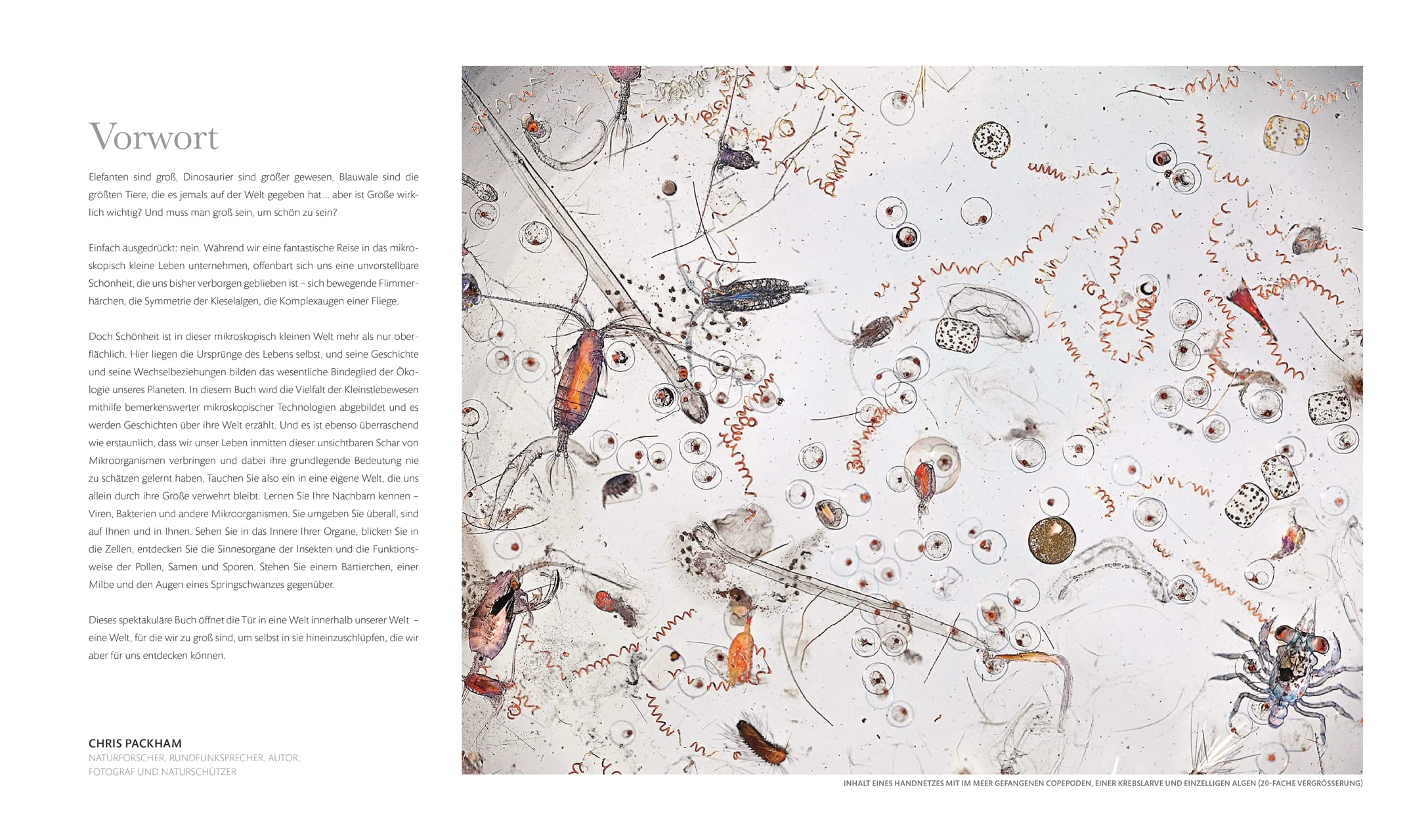 Mikrokosmos - Wunderwelt der kleinsten Lebewesen: Mikroskopbilder und atemberaubende Makrofotografien illustrieren die unsichtbare Welt unseres Mikrokosmos (DK Wunderwelten)