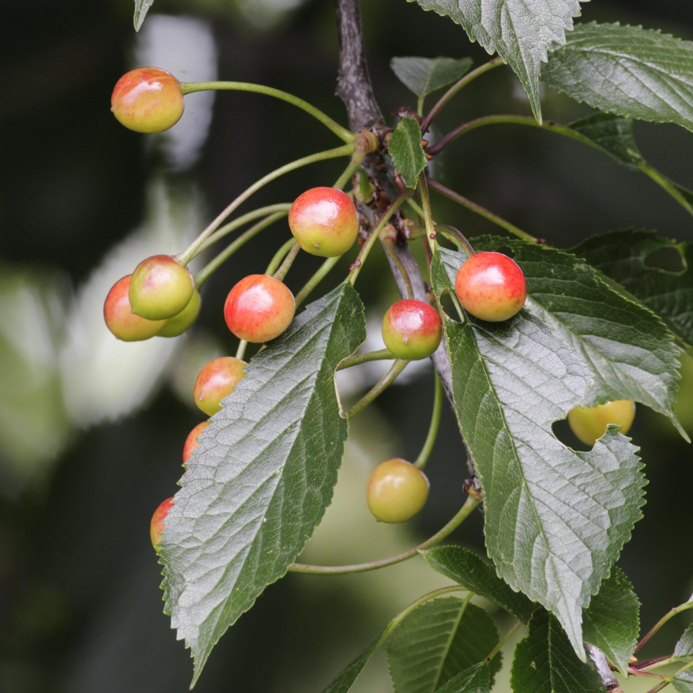 Plant in a Box - Obstbäume - 8er Set - Kirsch-, Birnen-, Apfel-, Pflaumenbaum - Höhe 60-70cm - Topf 9cm - Winterharte Obstbäume für Balkon & Garten – Blühend & ertragreich