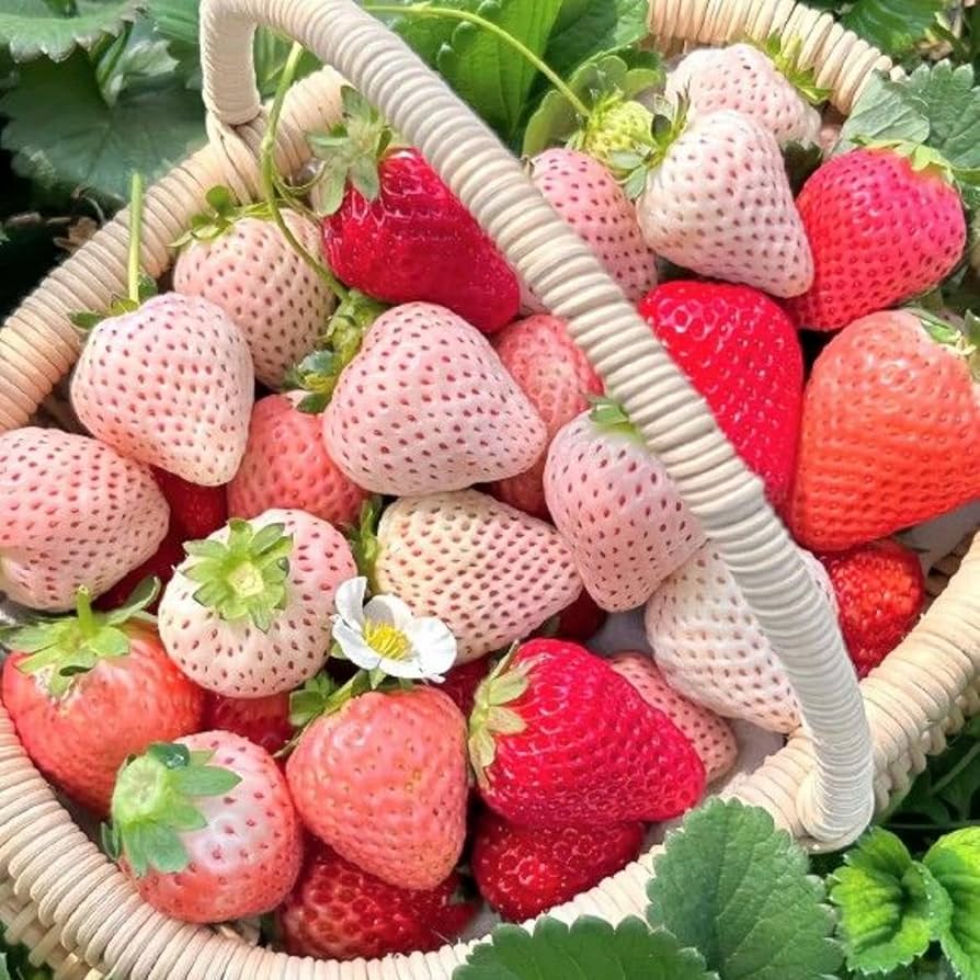 813WlGR6ojL._AC_UF894,