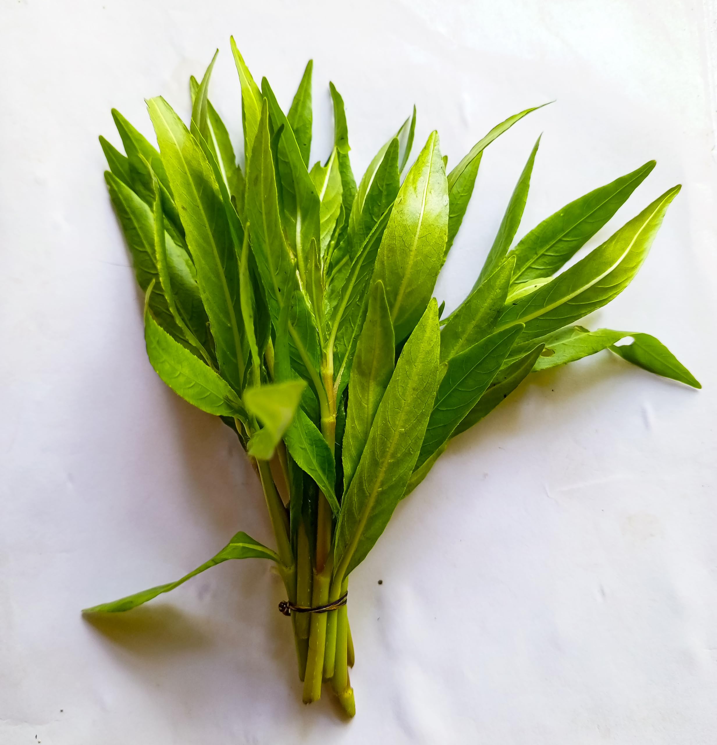 Lincolnshire Pond Plants Ltd - Hygrophila Polysperma Live Aquarium Plant Fast Growing Low Maintenance Aquascapping (10x Loose)