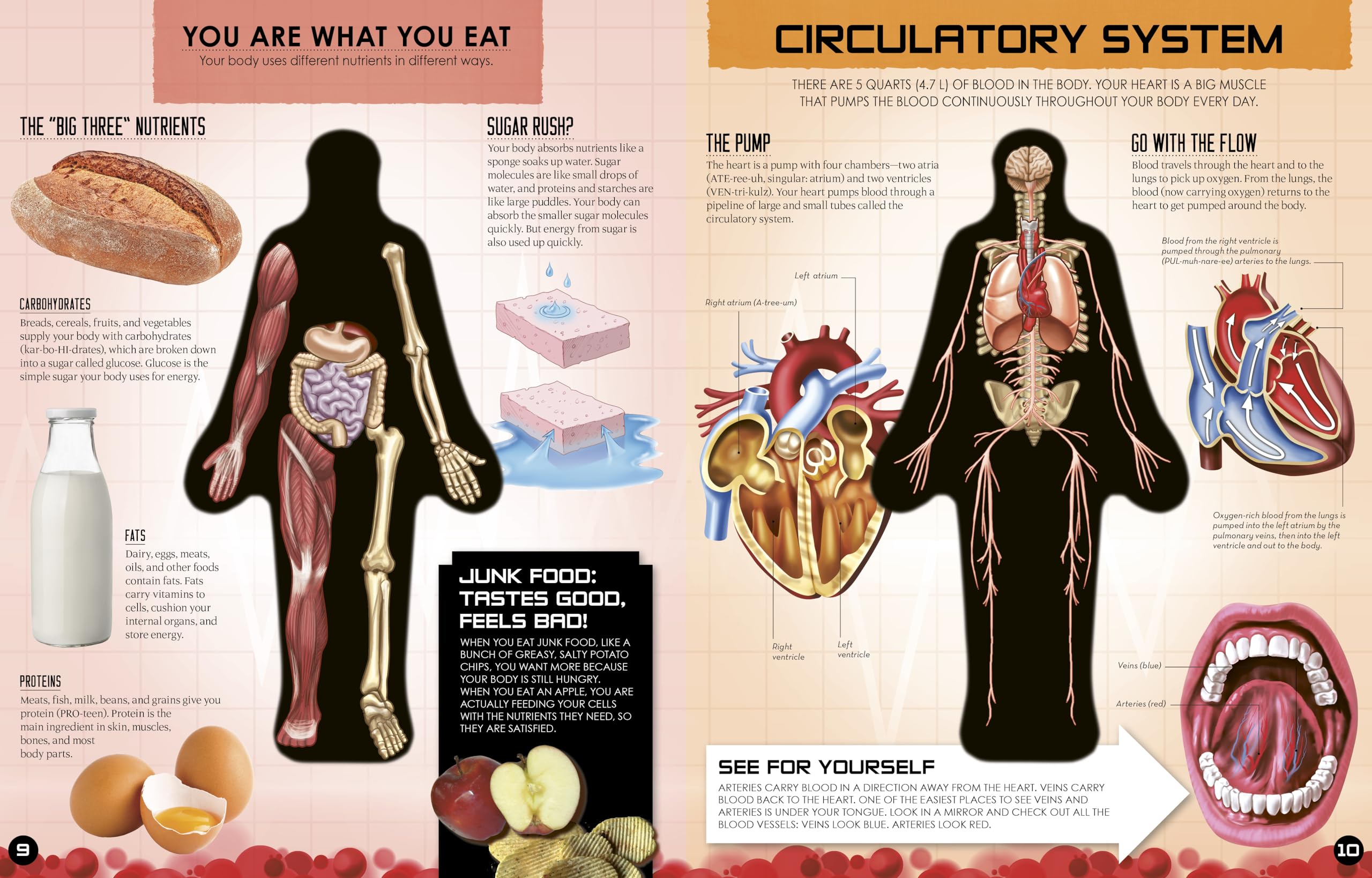 Inside Out Human Body: Explore the World's Most Amazing Machine - You! (Inside Out, Chartwell) - Image 4