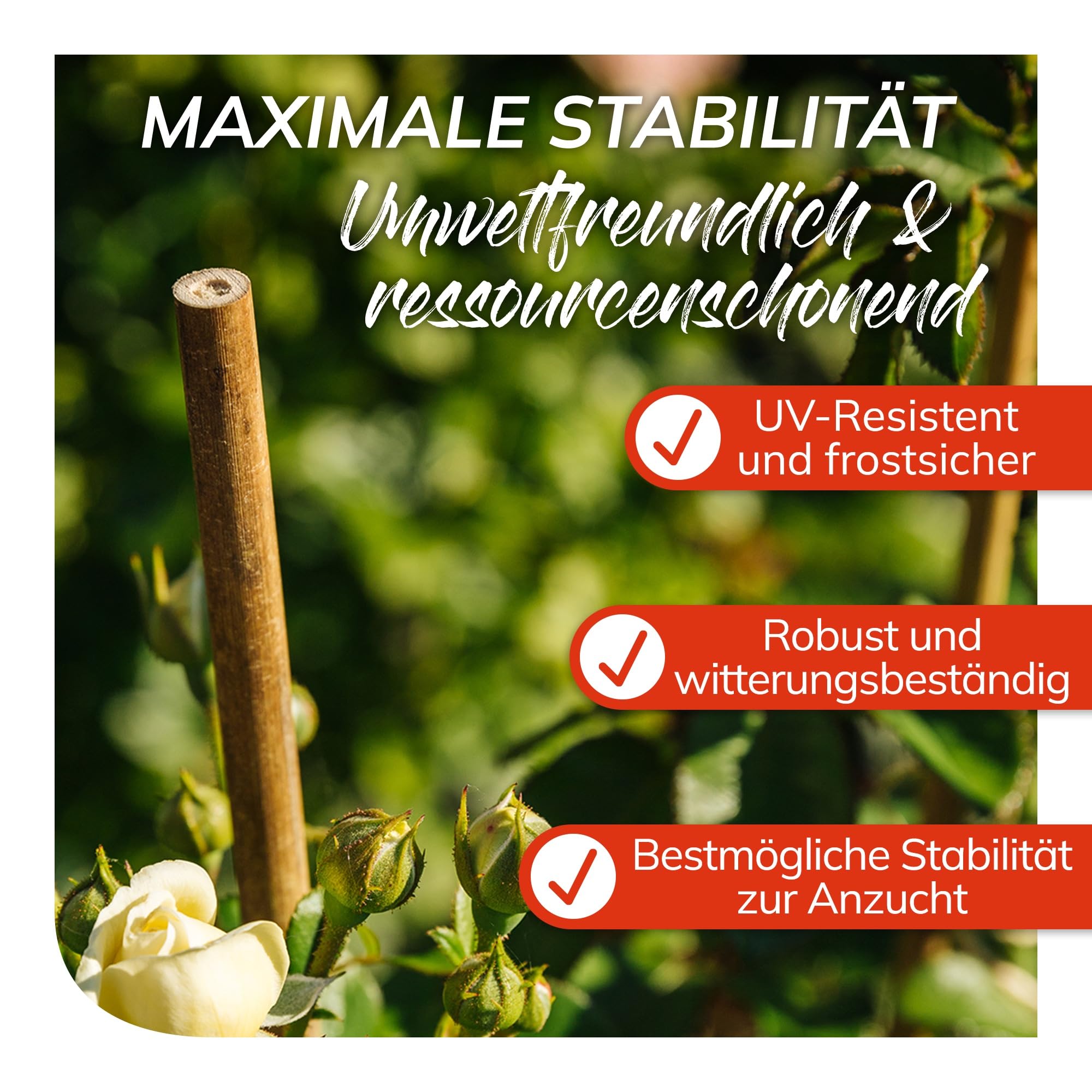 bellissa Bambusstäbe Rankhilfe Bambusstangen 50er-Set Bambusholz 180 cm | Pflanzenstütze für Rankpflanzen, widerstandsfähige Pflanzstäbe aus Holz für Garten & Balkon