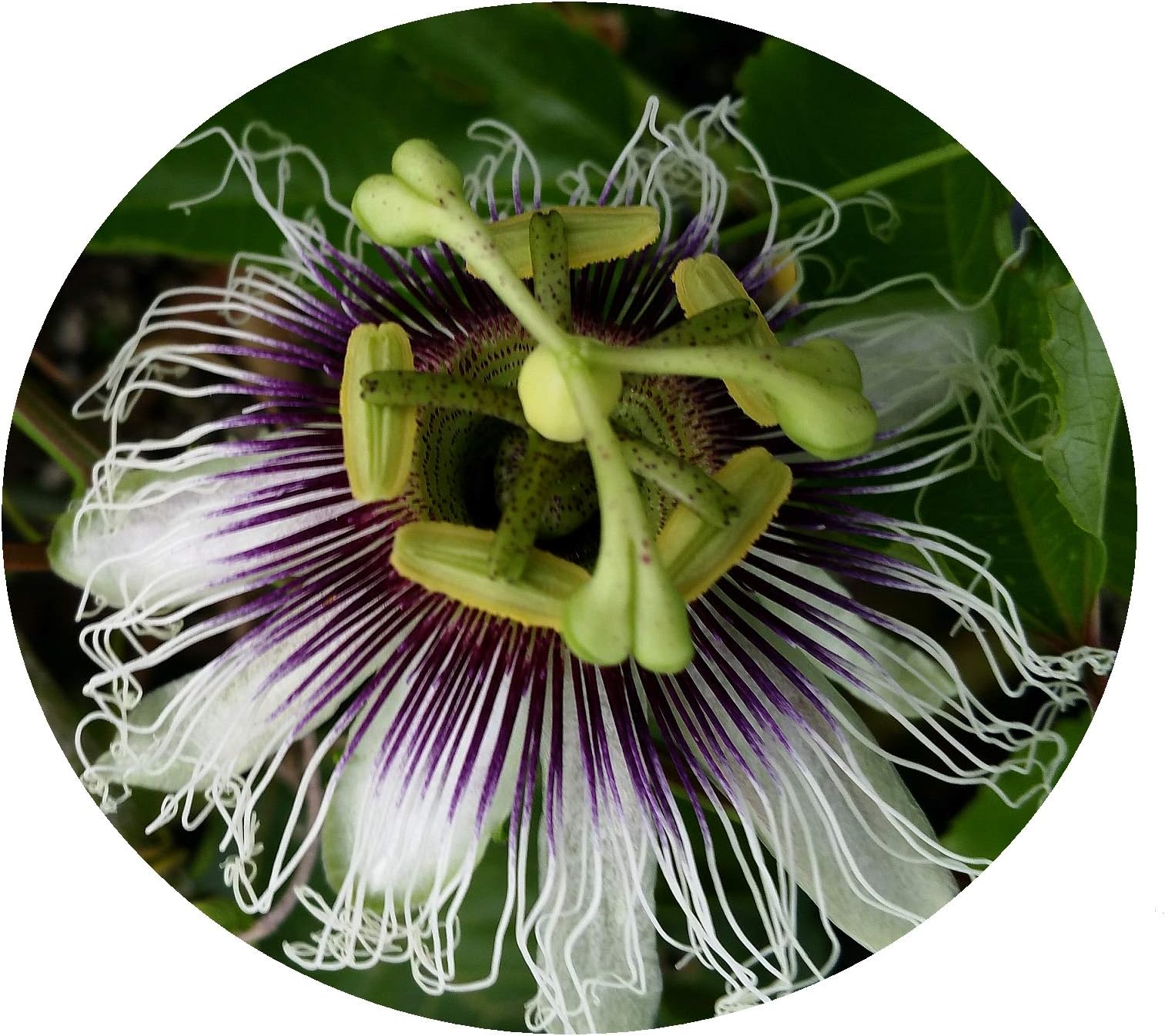 Possum Purple Passion Flower Fruit Vine Live Plant Passiflora edulis Starter Size 4 Inch Pot Emeralds TM