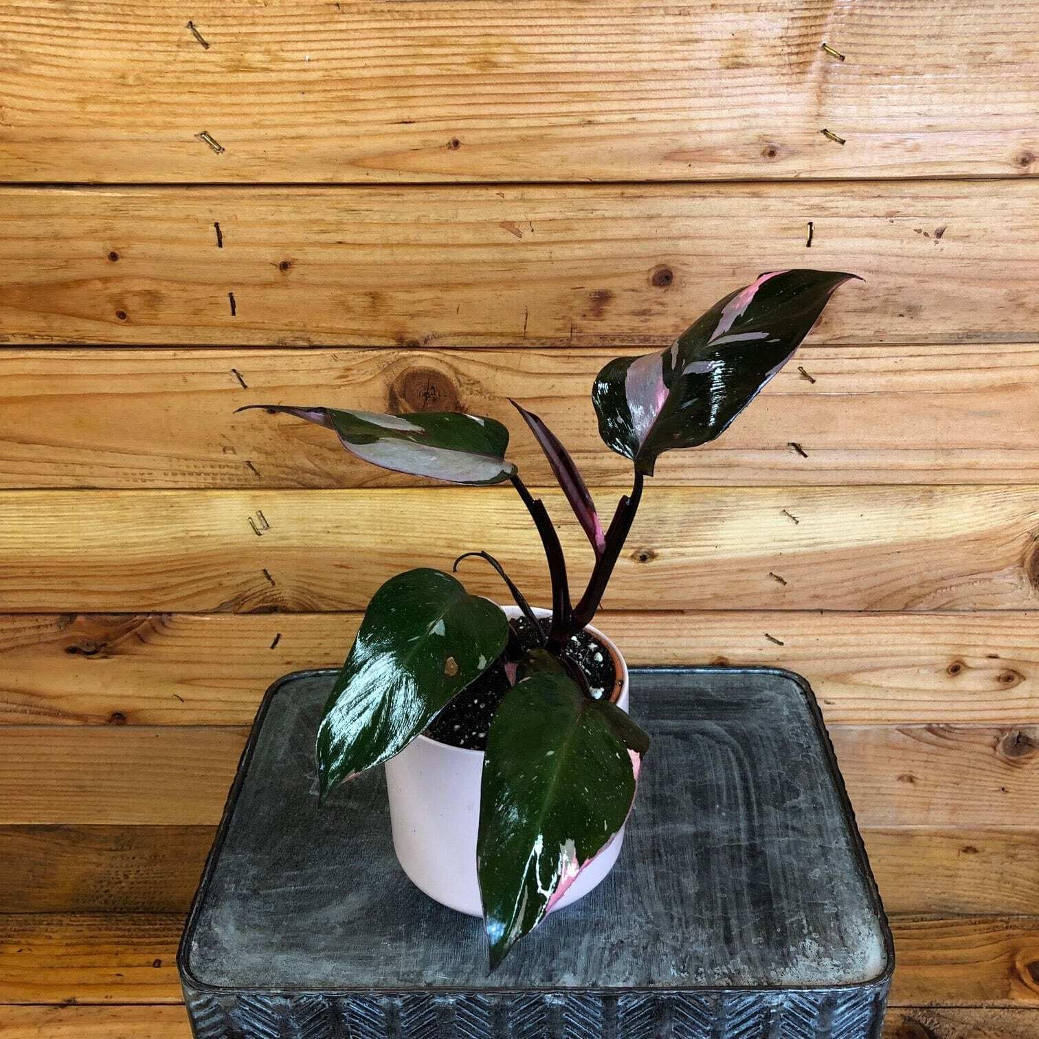 The Plant Farm Pink Princess