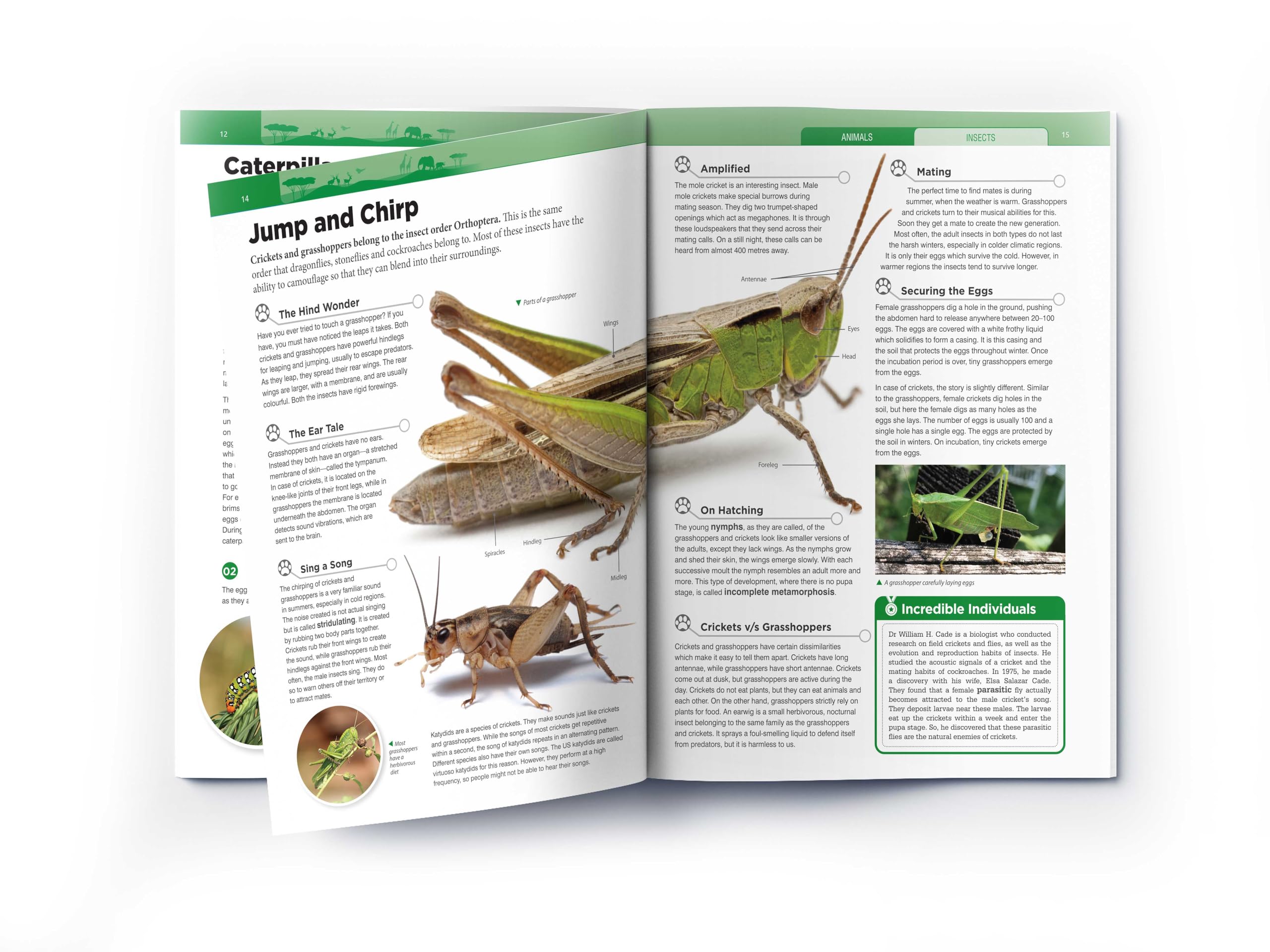 Animals - Insects : Knowledge Encyclopedia For Children 3