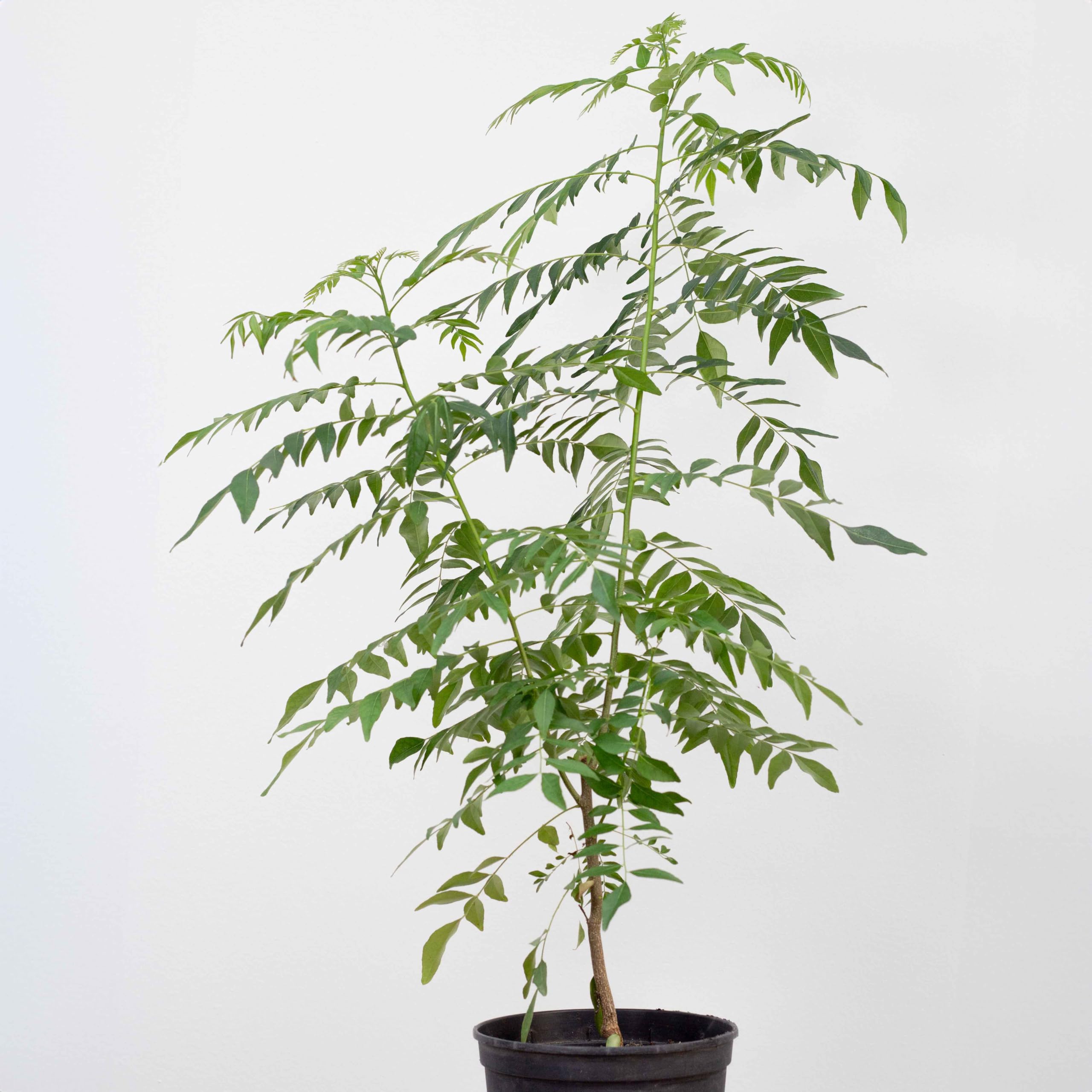 1 Arbre á curry | Murraya Koenigii | Cultivé à partir de graines | Plante de l'intérieur de l'Inde et du Sri Lanka | 10-15cm d'altura en maceta de 7cm | Caloupilé | Bergera Koenigii
